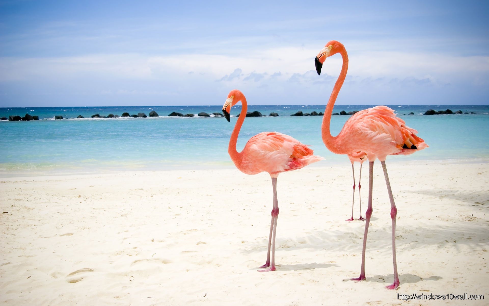 Beautiful Flamingo In Beach