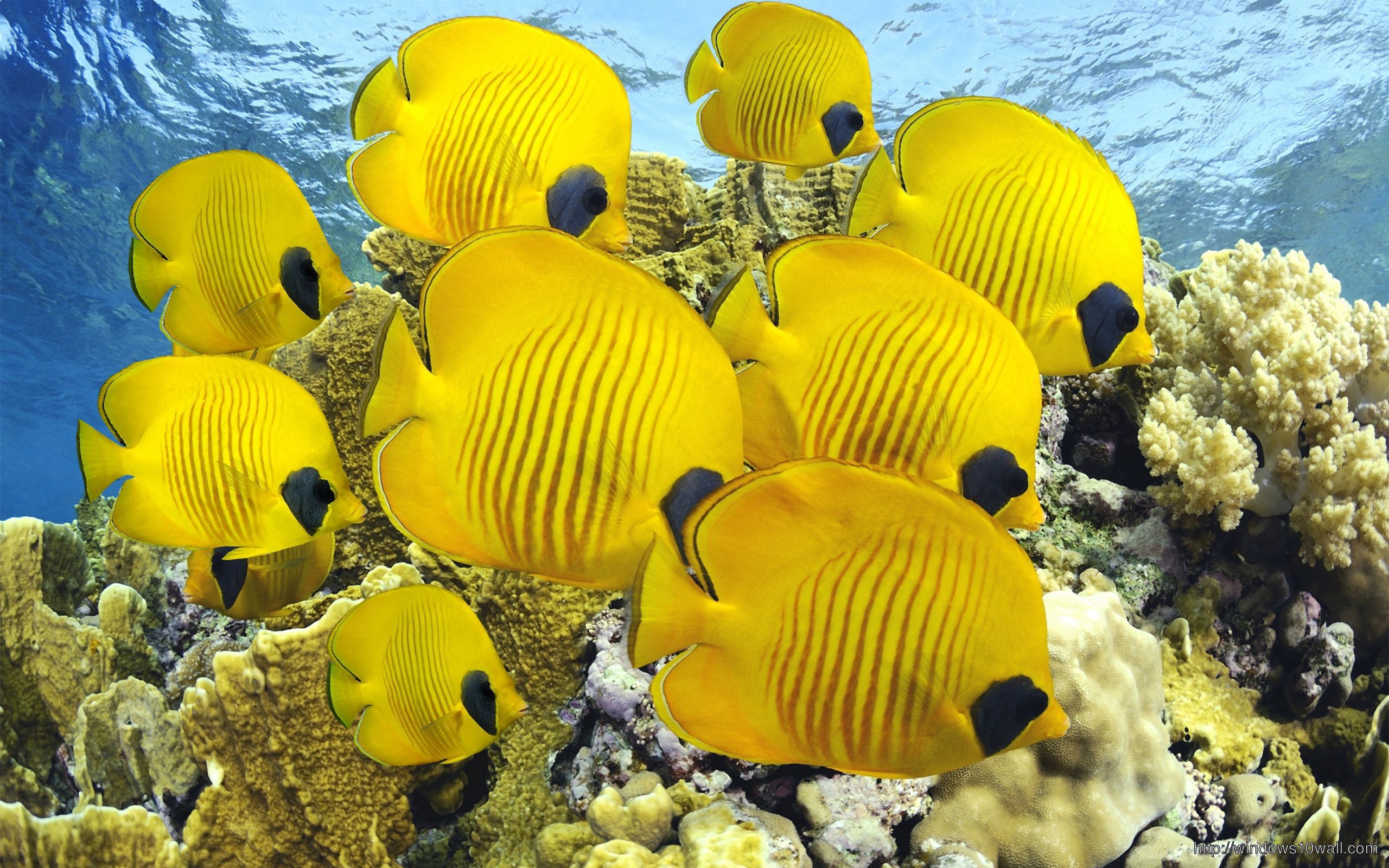 Beautiful Yellow Fish