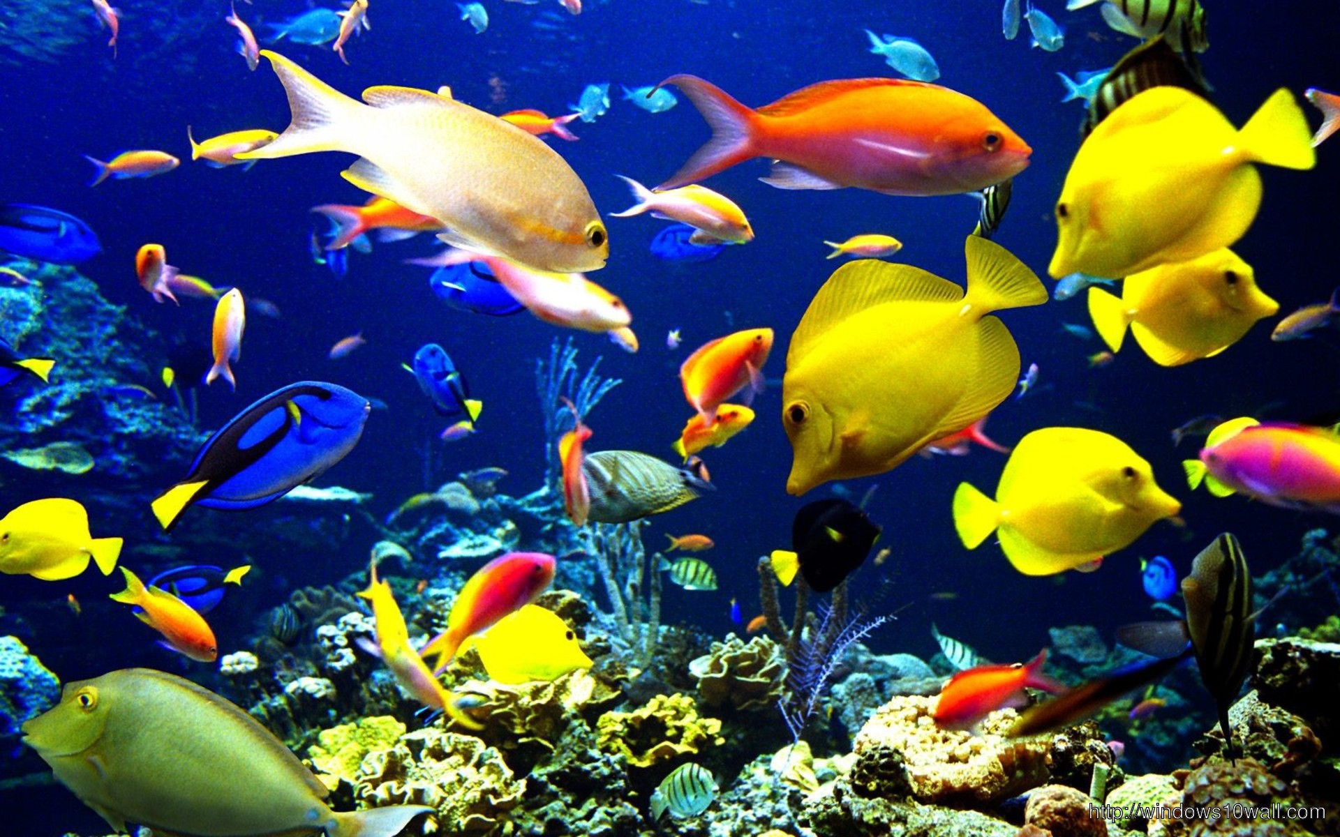 Colorful Ocean Fish