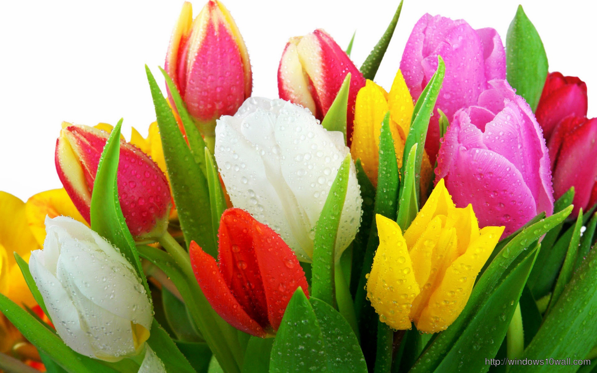 Colorful Tulip Fresh