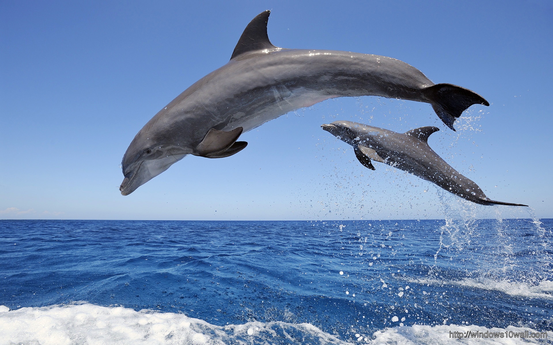 Dolphins In BlueSea