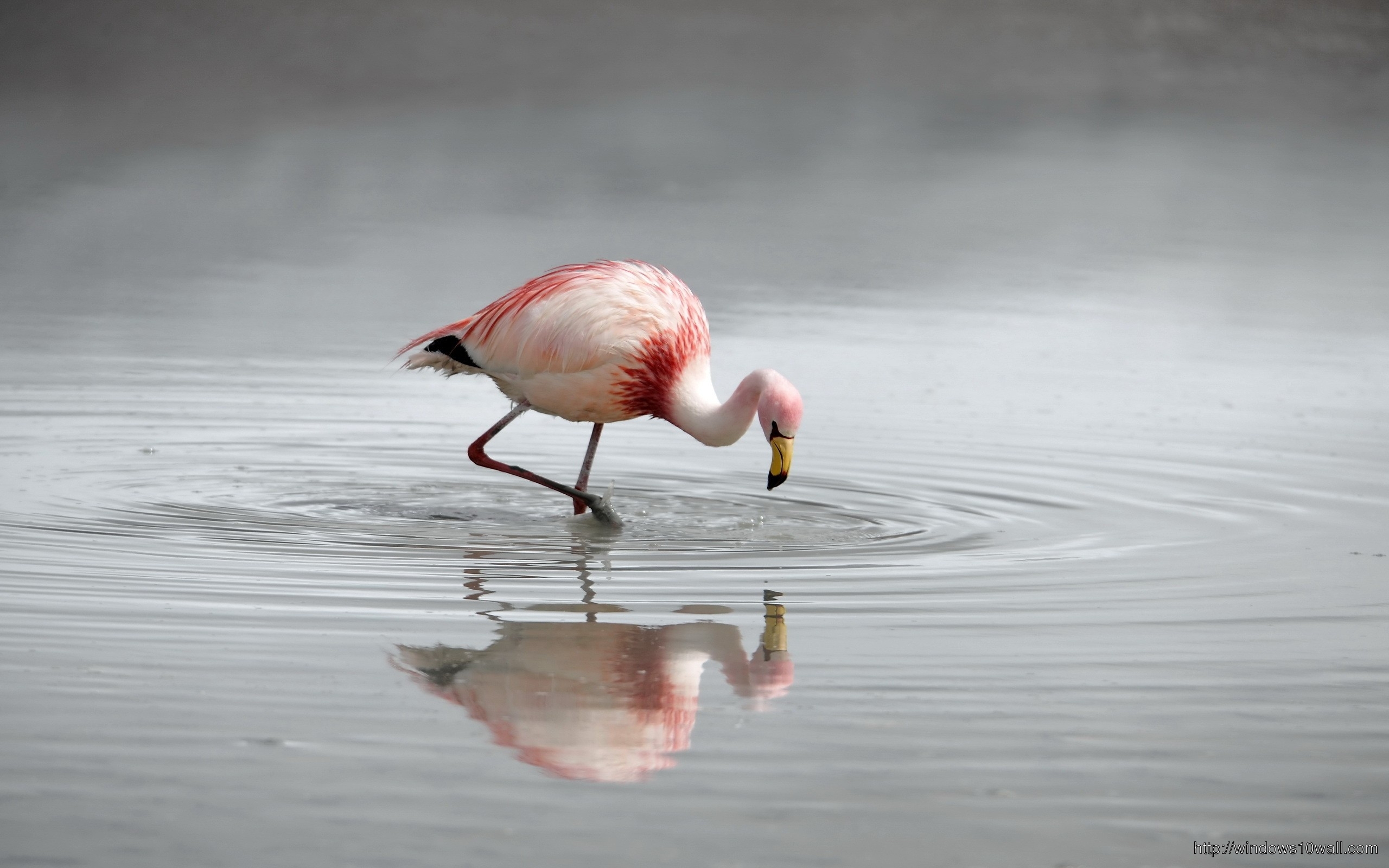 Flamingo Bird River