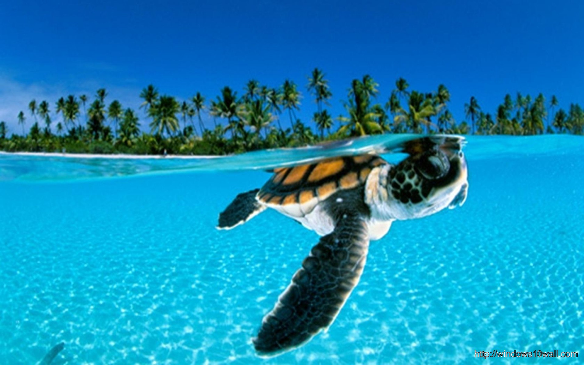 Little Turtle In Sea