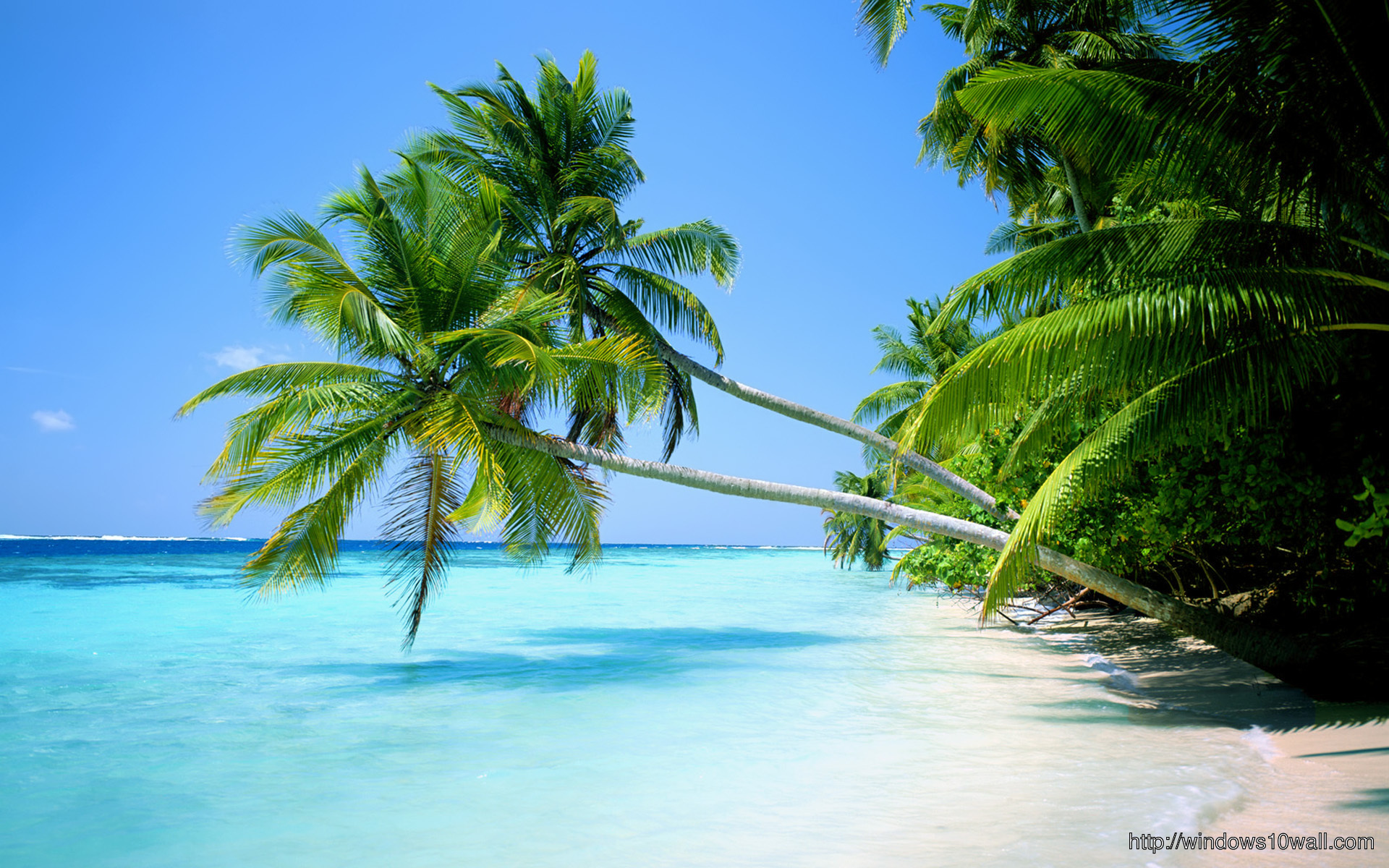 Nature Beach Palm