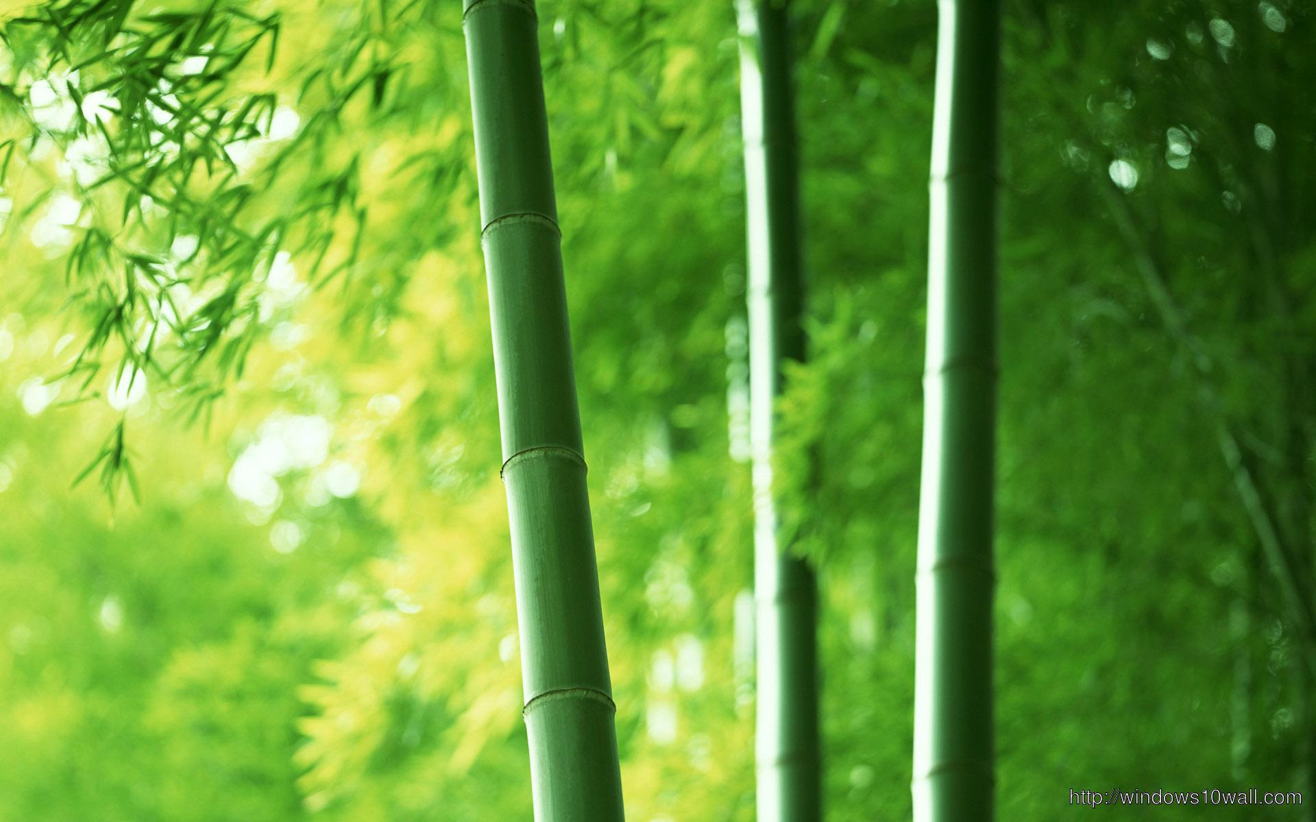 Nature Green Bamboo