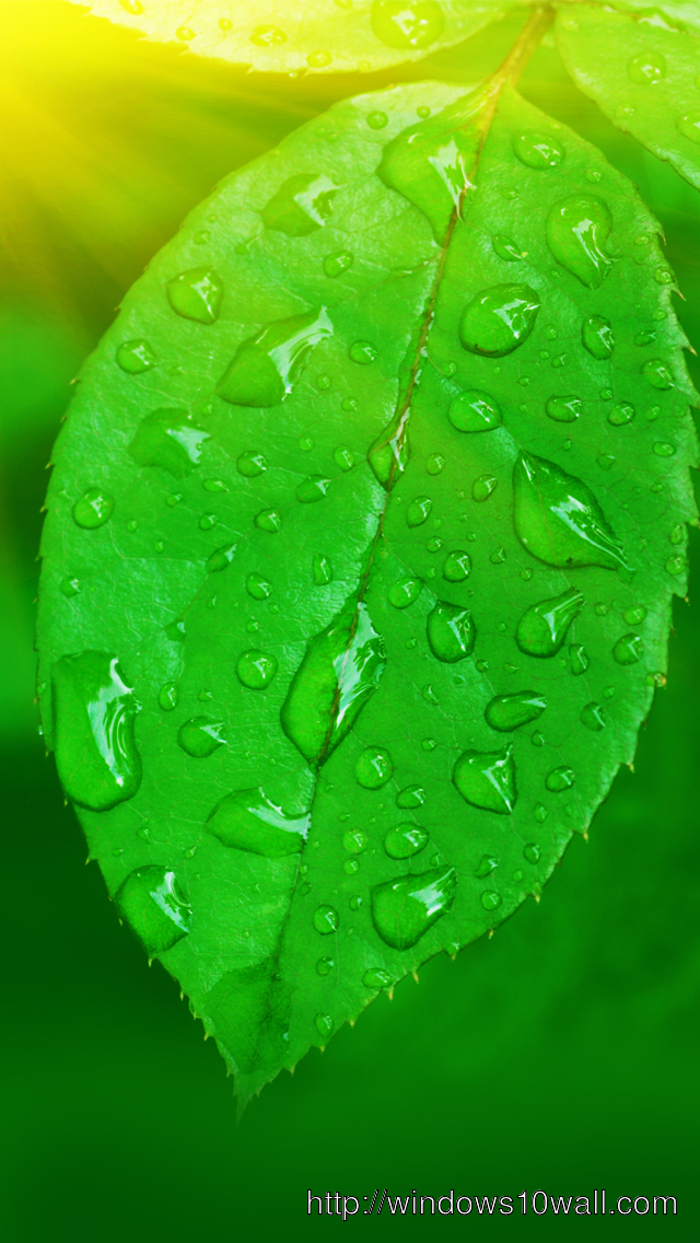 Nature Green Leaf Iphone 5 Hd Wallpaper