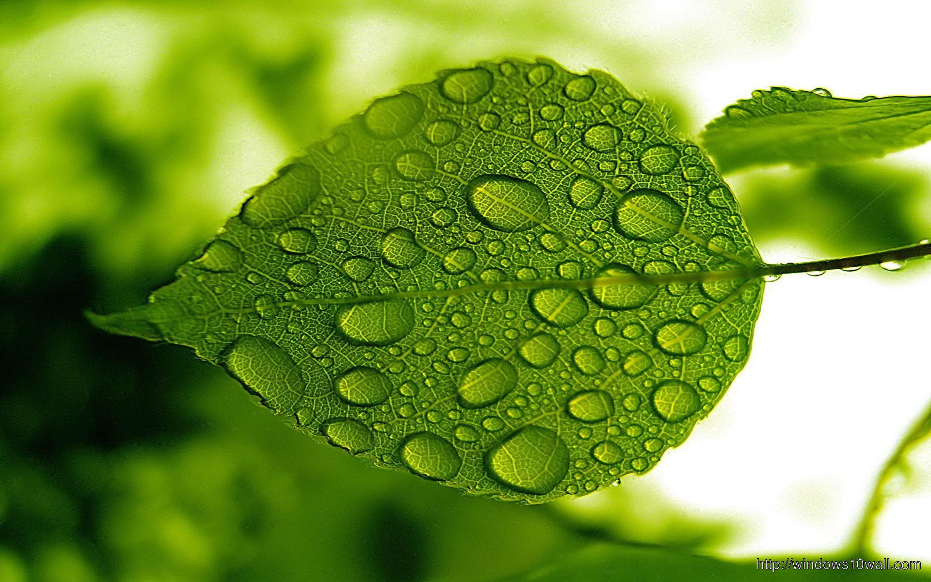 Nature Green Leaf