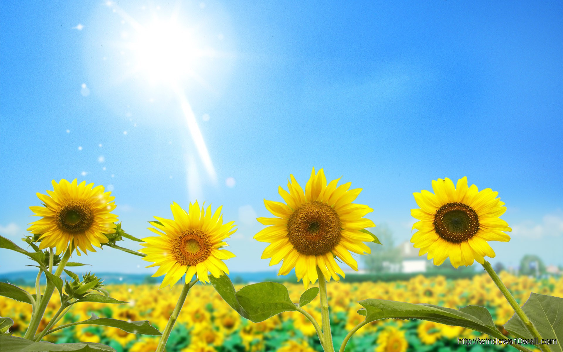 Nature Sunlight Sunflower