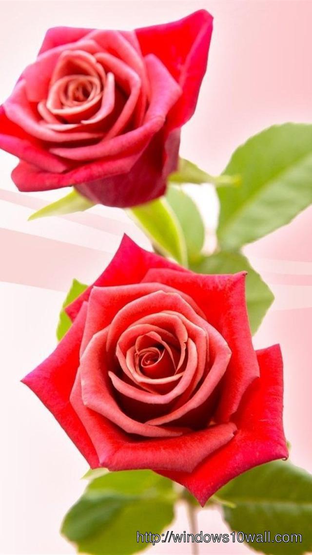 Pink Rose Iphone 5 Hd Wallpaper