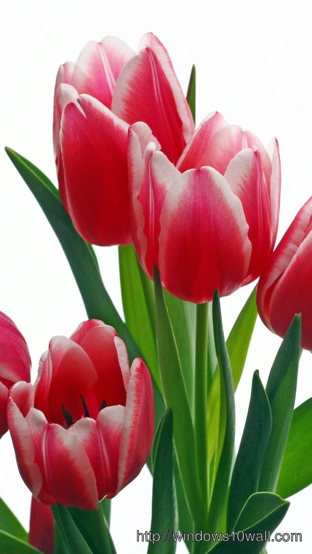 Pink Tulip Flowers Iphone 5 Hds Wallpaper