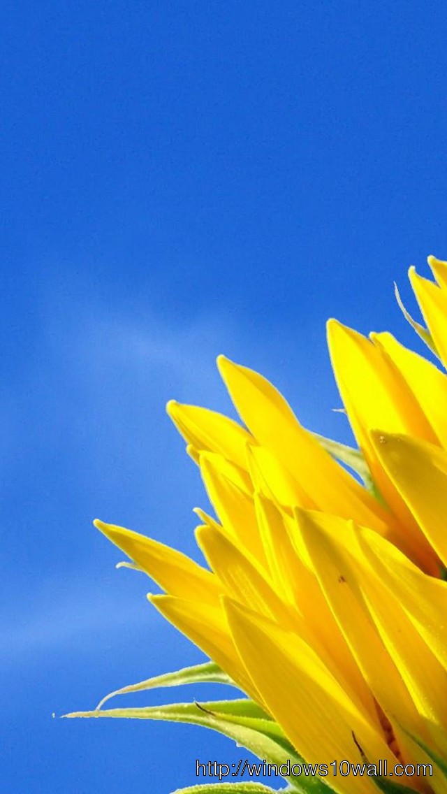 Sun Flowers Blue Sky Iphone 5 Hd Wallpaper