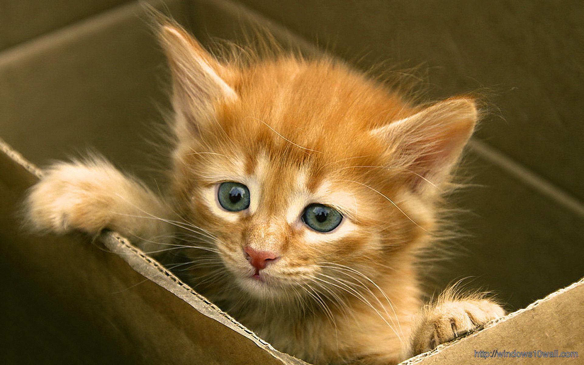 Animal Cute Kitty Wallpaper