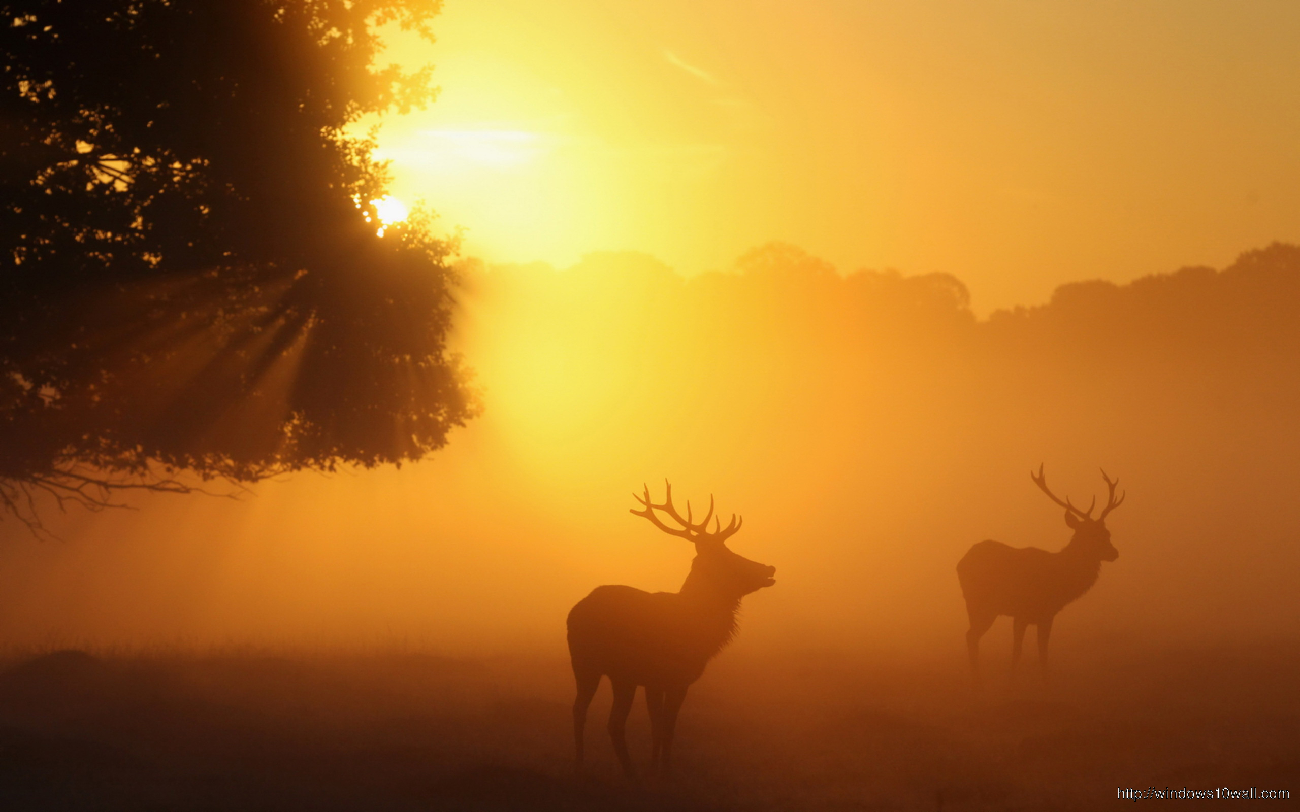 Animal Deer Sunset Wallpaper