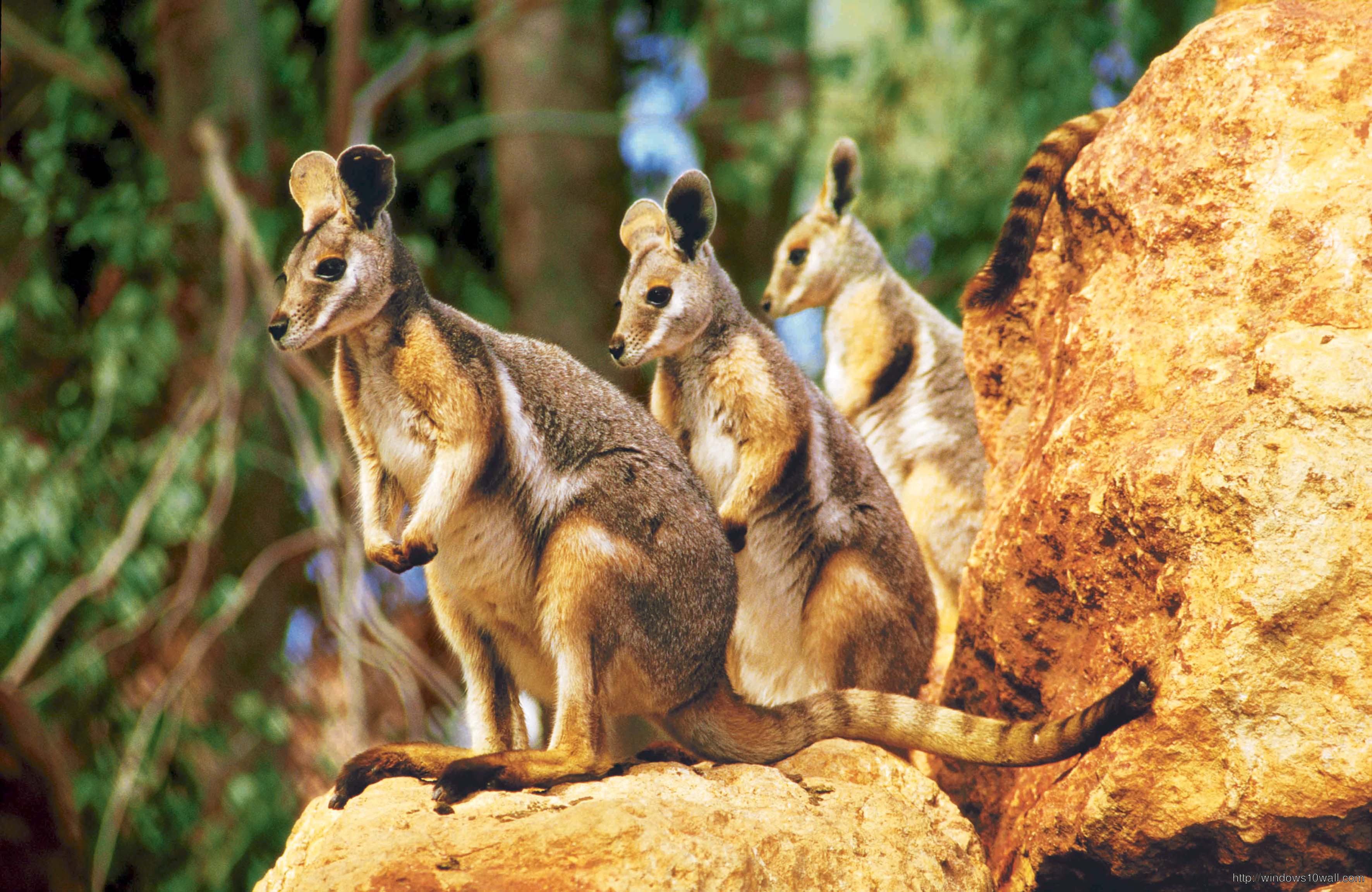 Animals Baby Kangaroos Wallpaper