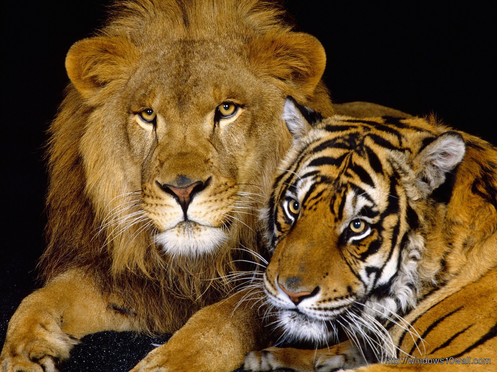 Animals Lion And Tiger Wallpaper
