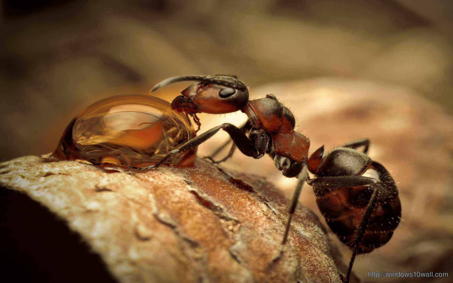 Ant Insect Wallpaper