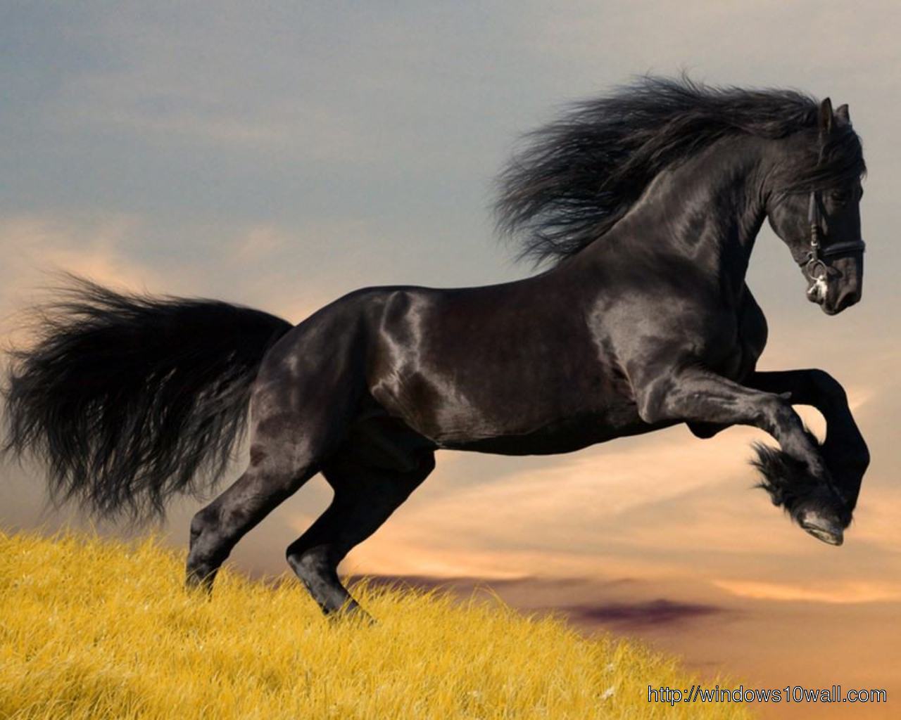 Arabian Horse Black Jumping Wallpaper