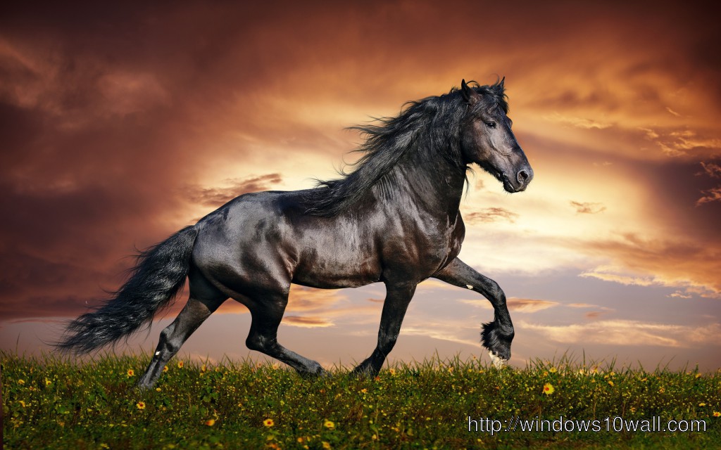 Watch The Dark Horse Tube Free Watch The Dark Horse Tube Free