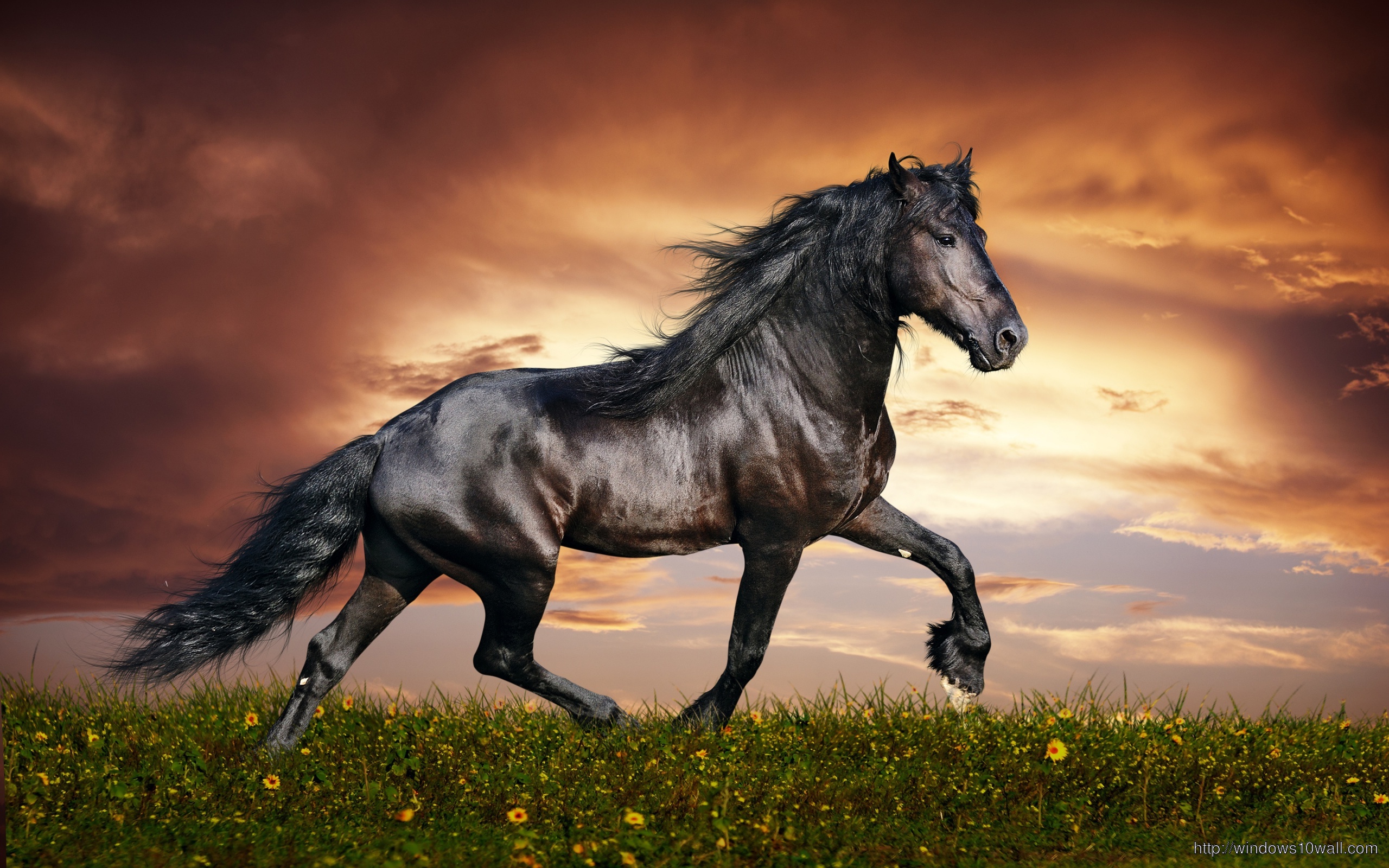 Arabian Horse Black  Wallpaper