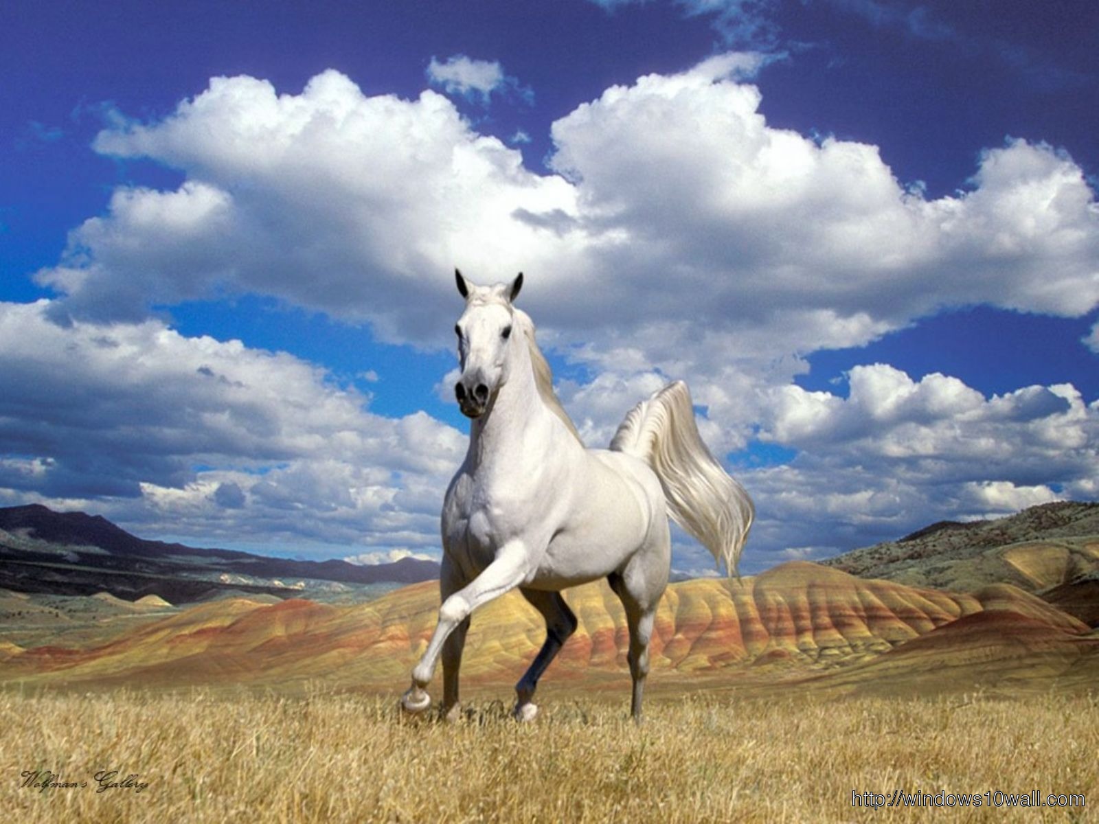 Arabian Horse White Wallpaper