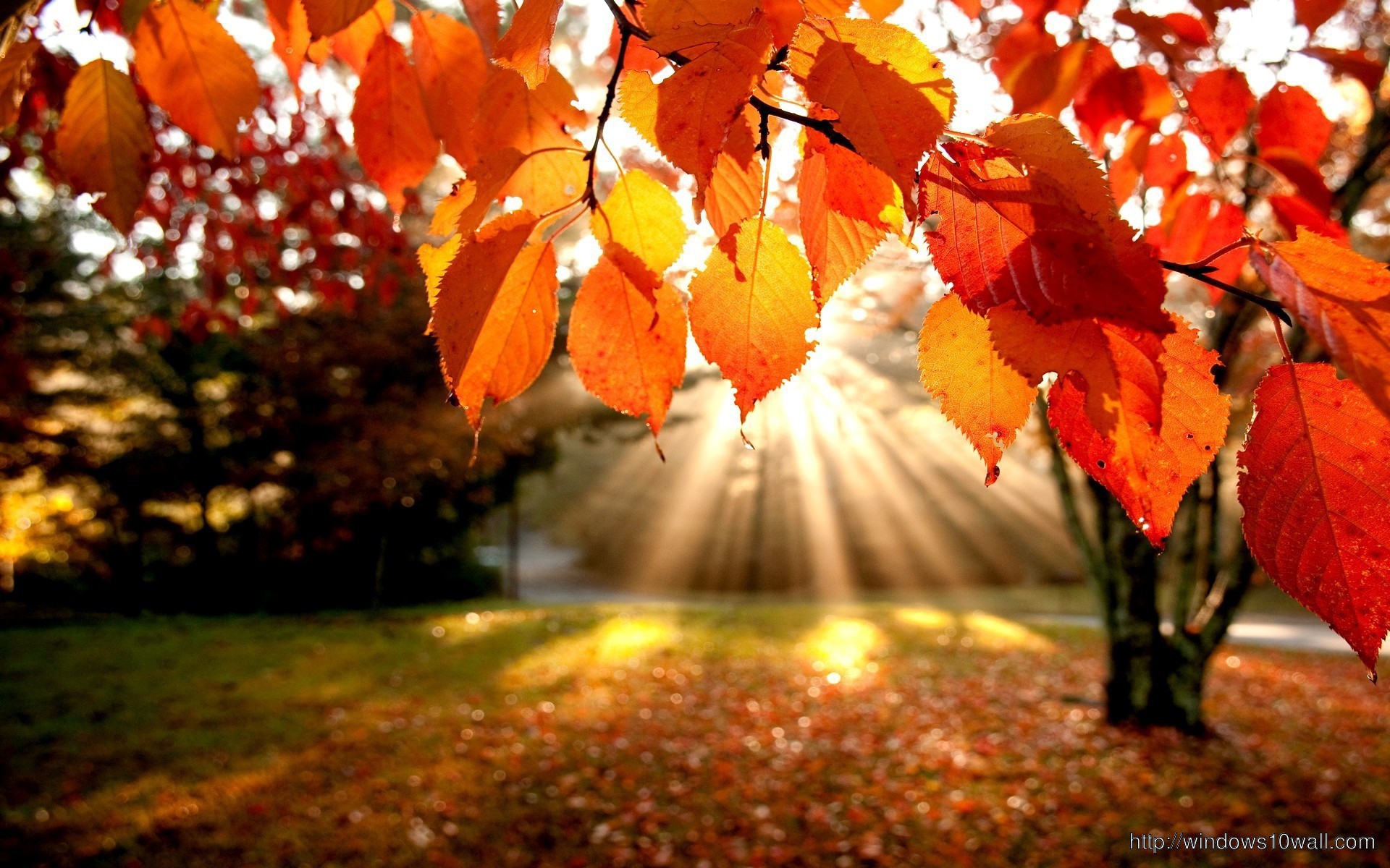 Autumn Leaves Sunlight Wallpaper