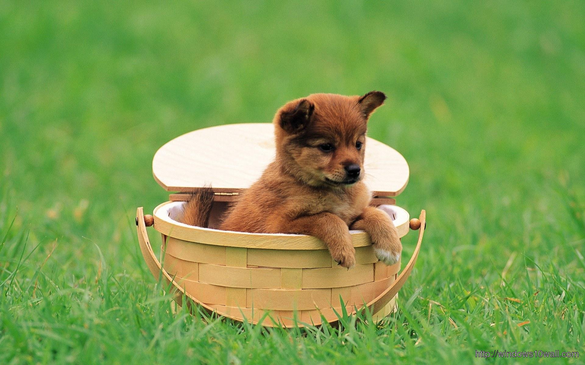 Baby Dog In Basket Wallpaper
