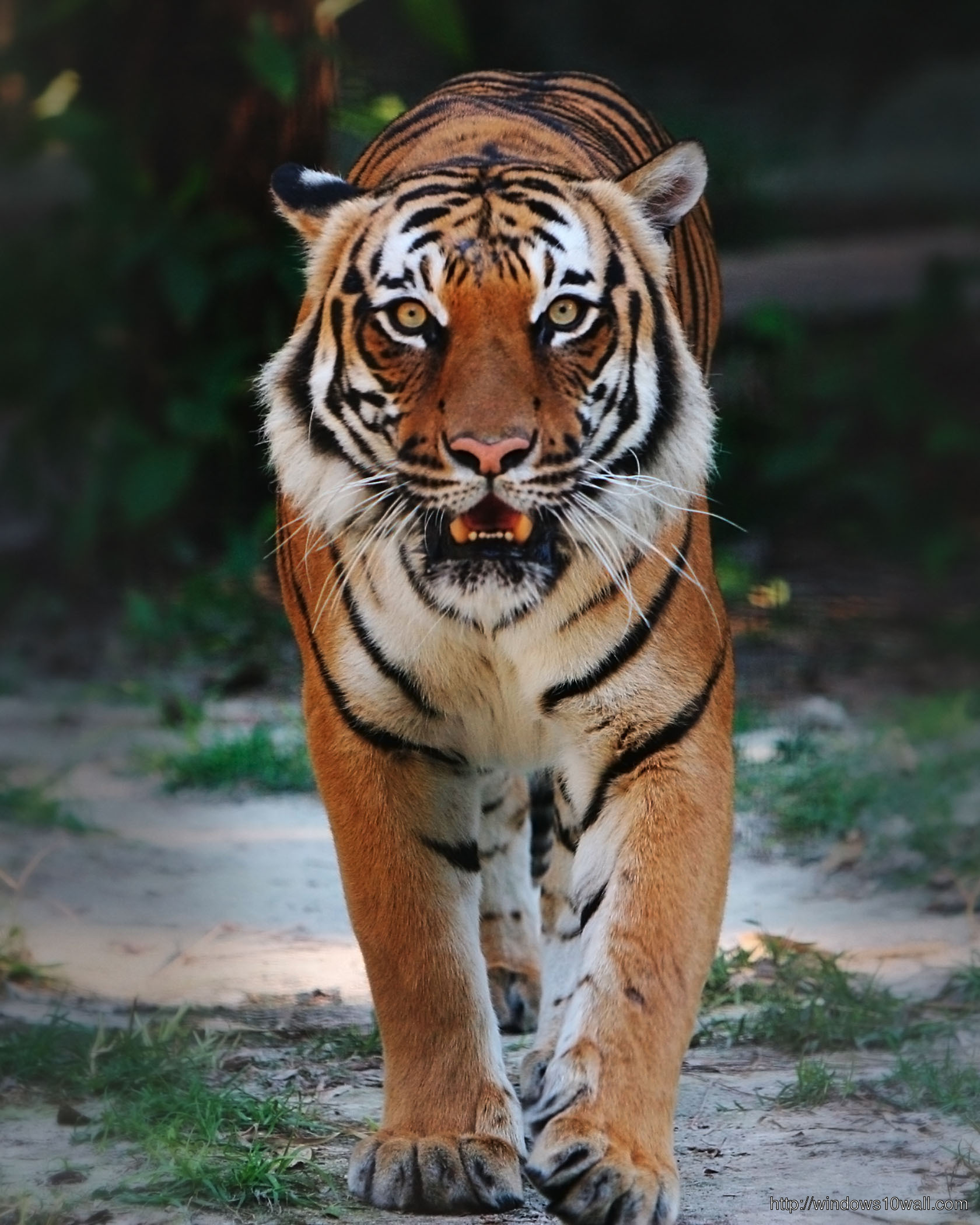 Bali Tiger Habitat Wallpaper