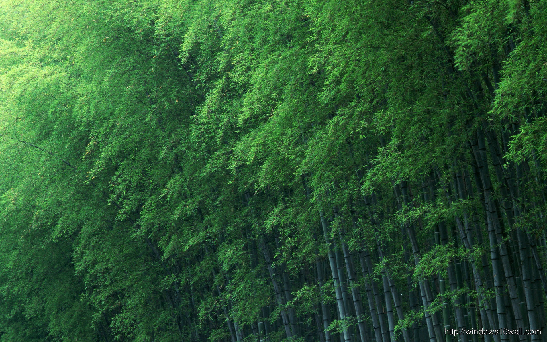 Bamboo Forest Green Wallpaper