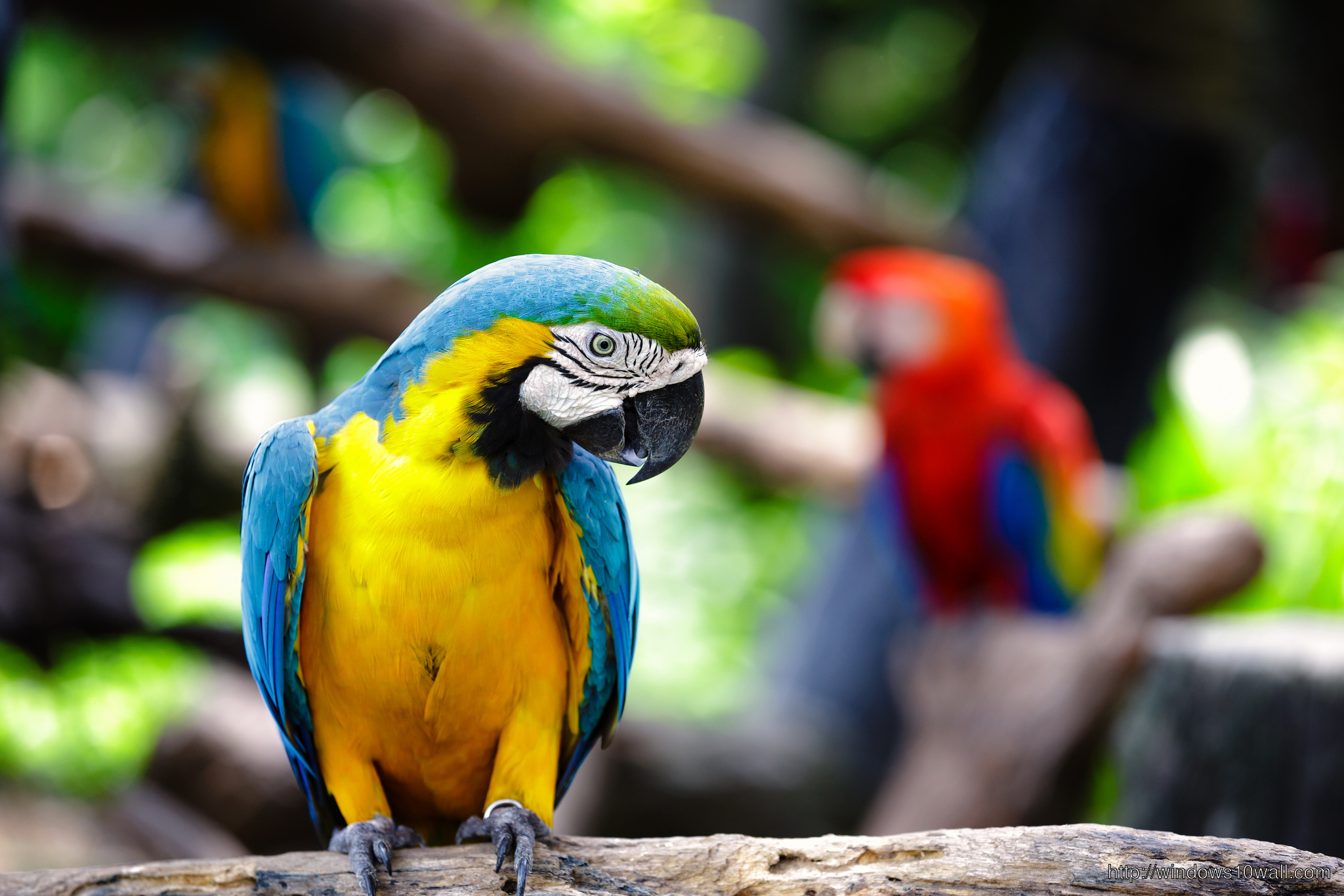 Beautiful Bird Macaw Wallpaper