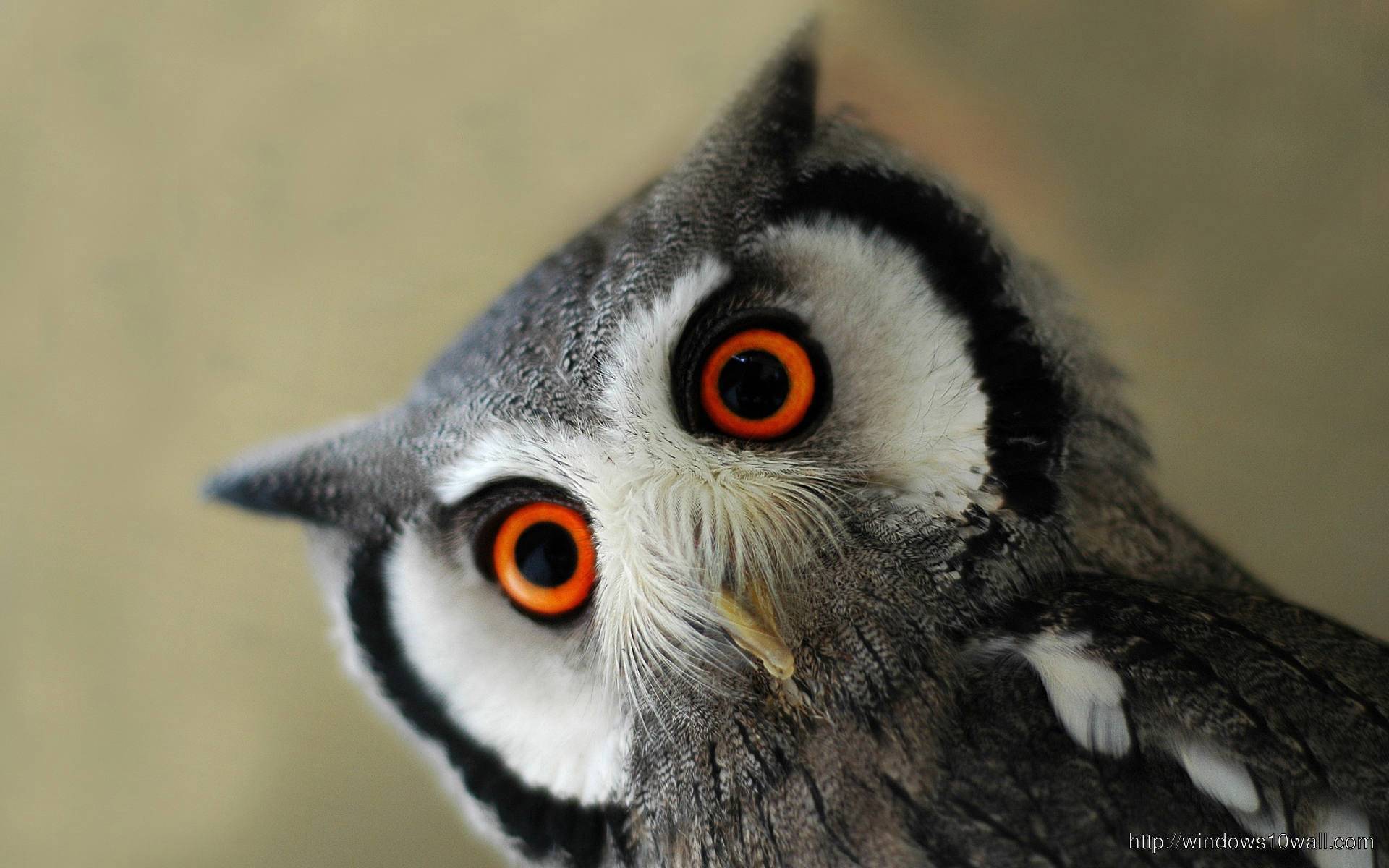 Beautiful Eyes Owl Wallpaper