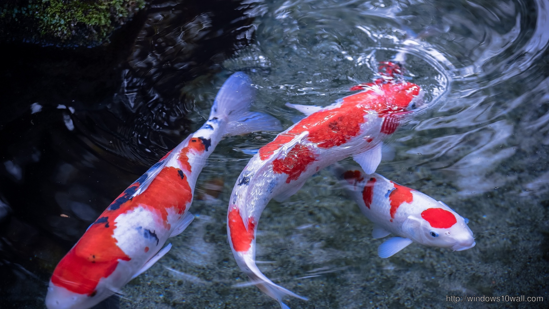 Beautiful Red White Koi Fish Wallpaper