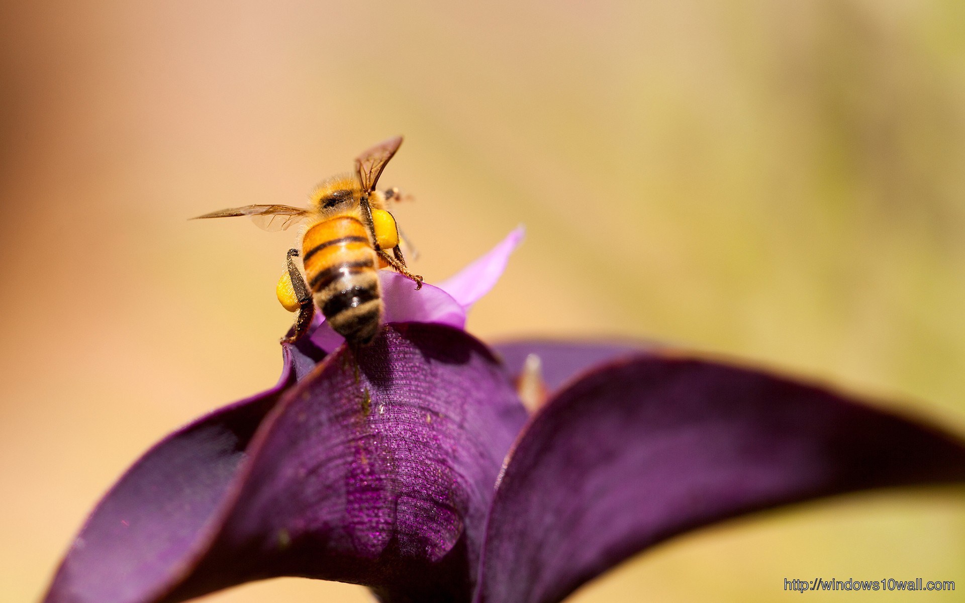 Bee In Purple Flower Wallpaper