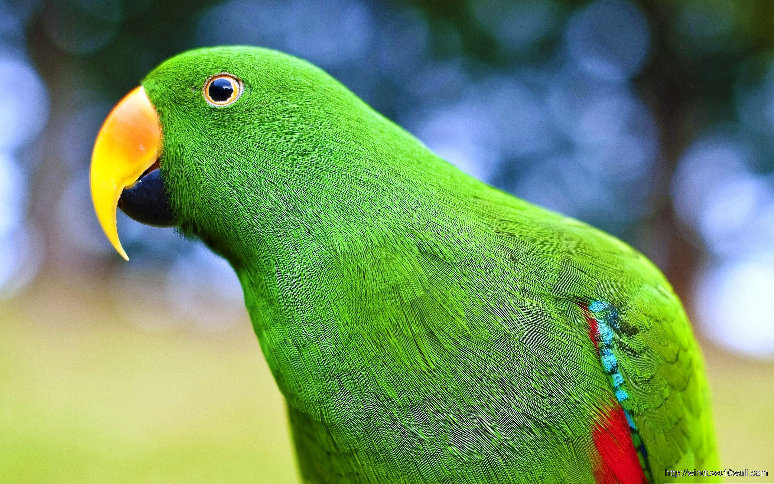 Birds Parrots Green Wallpaper
