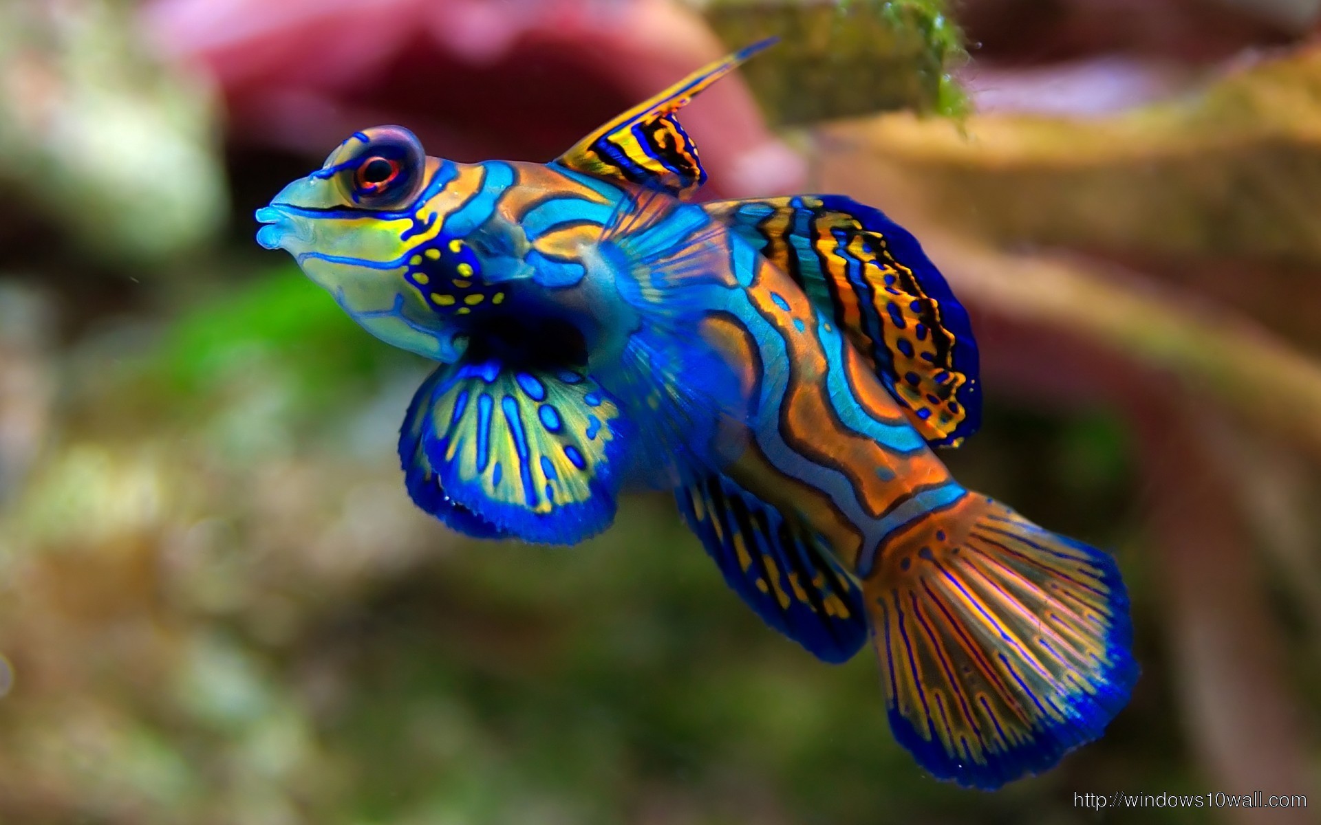 Blue Sea Fish Picture