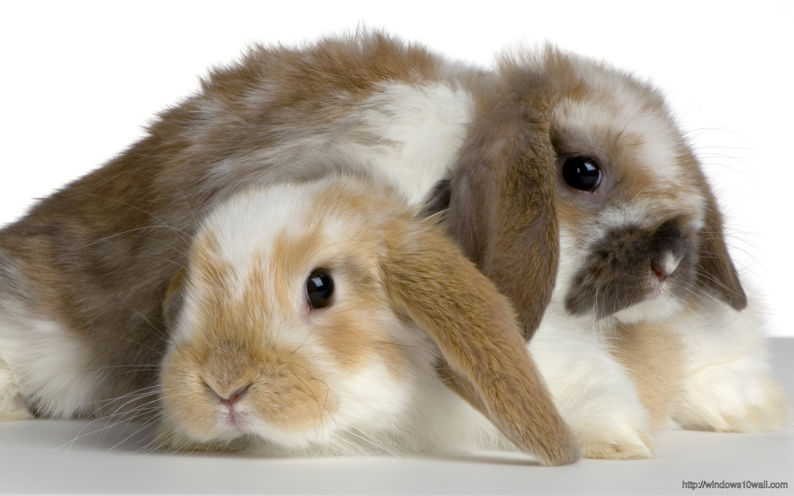 Couple Of Lop Rabbit In Front Of A White Background