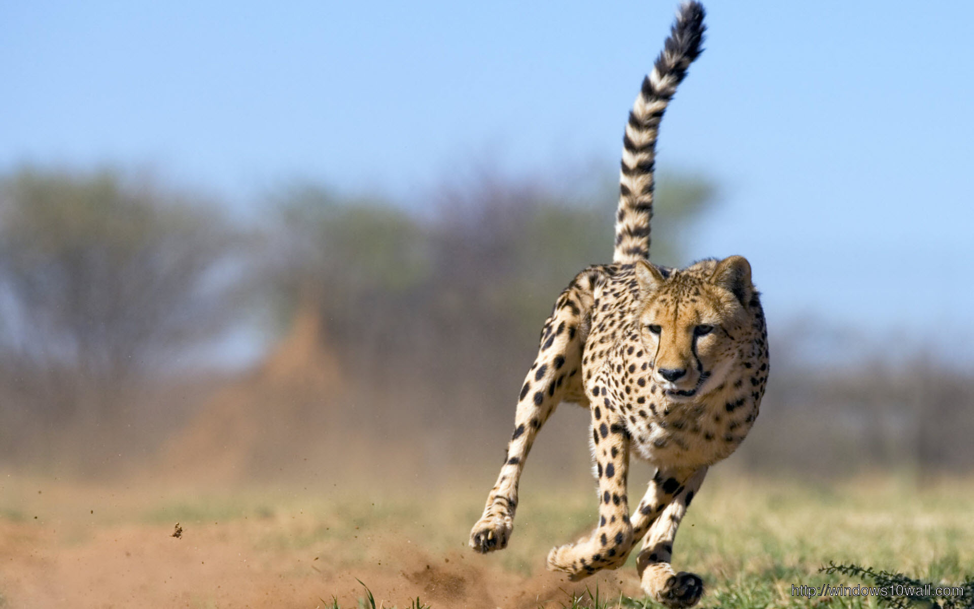 Cheetah Run Wallpaper