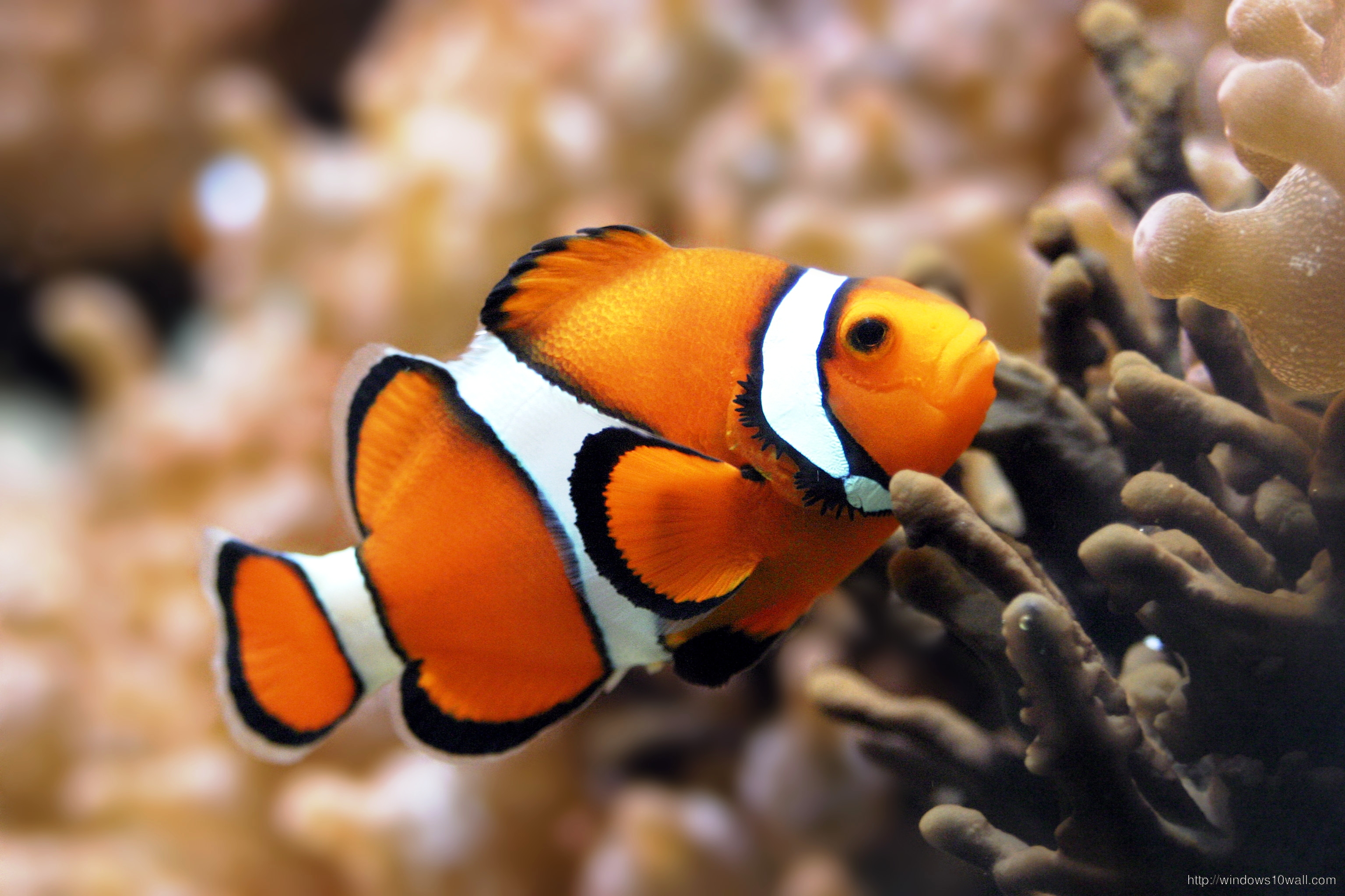 Clownfish Beautiful Wallpaper