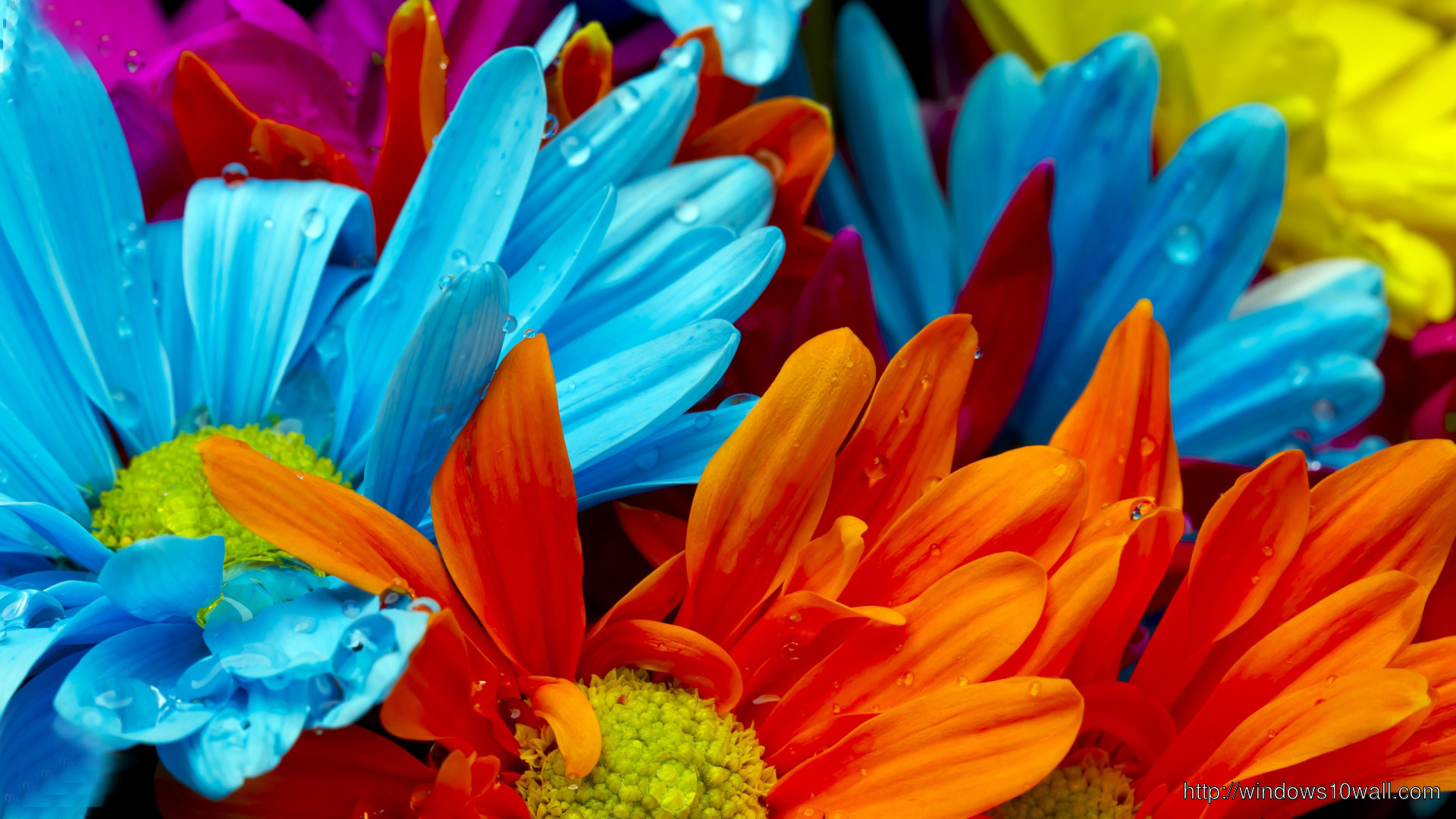 colorful flower wallpapers hd