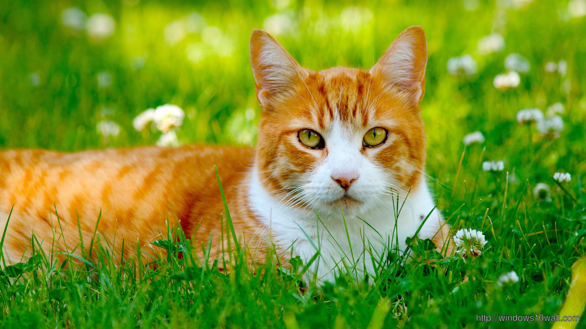 Cute Cat In Field Wallpaper