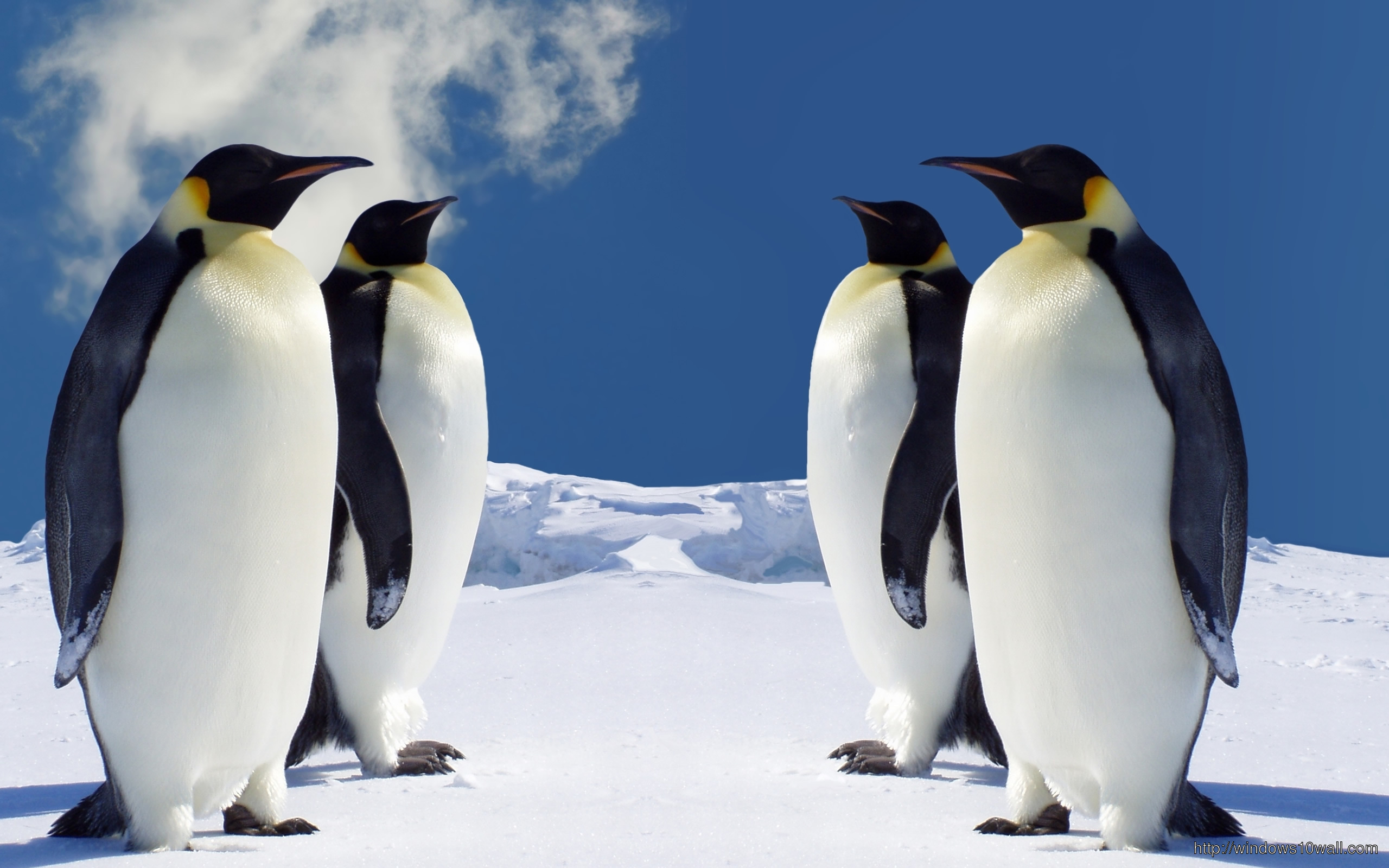 Cute Penguins Picture