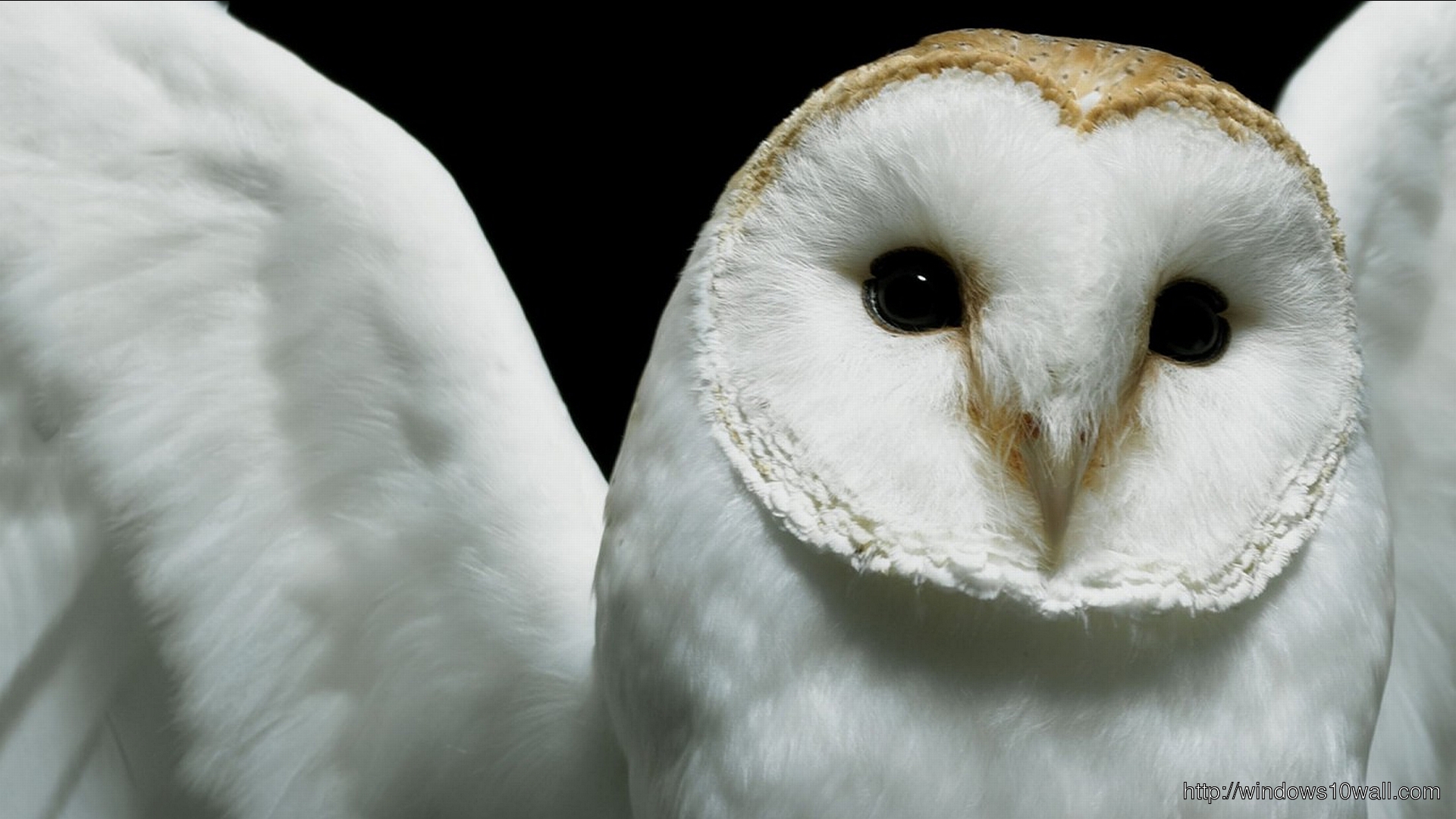 Cute White Owl Bird Wallpaper