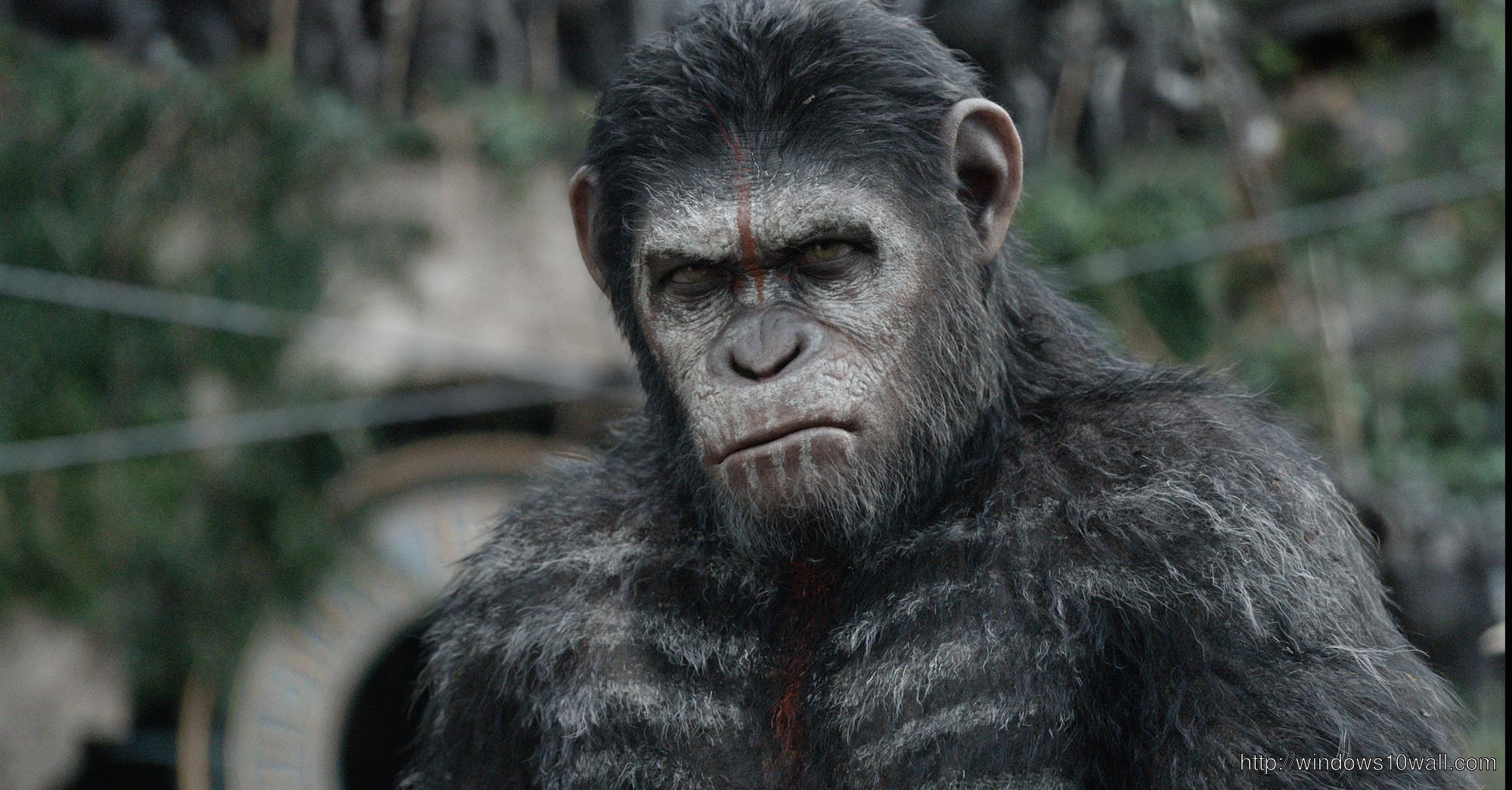 Dawn Of The Planet Of The Apes Photo