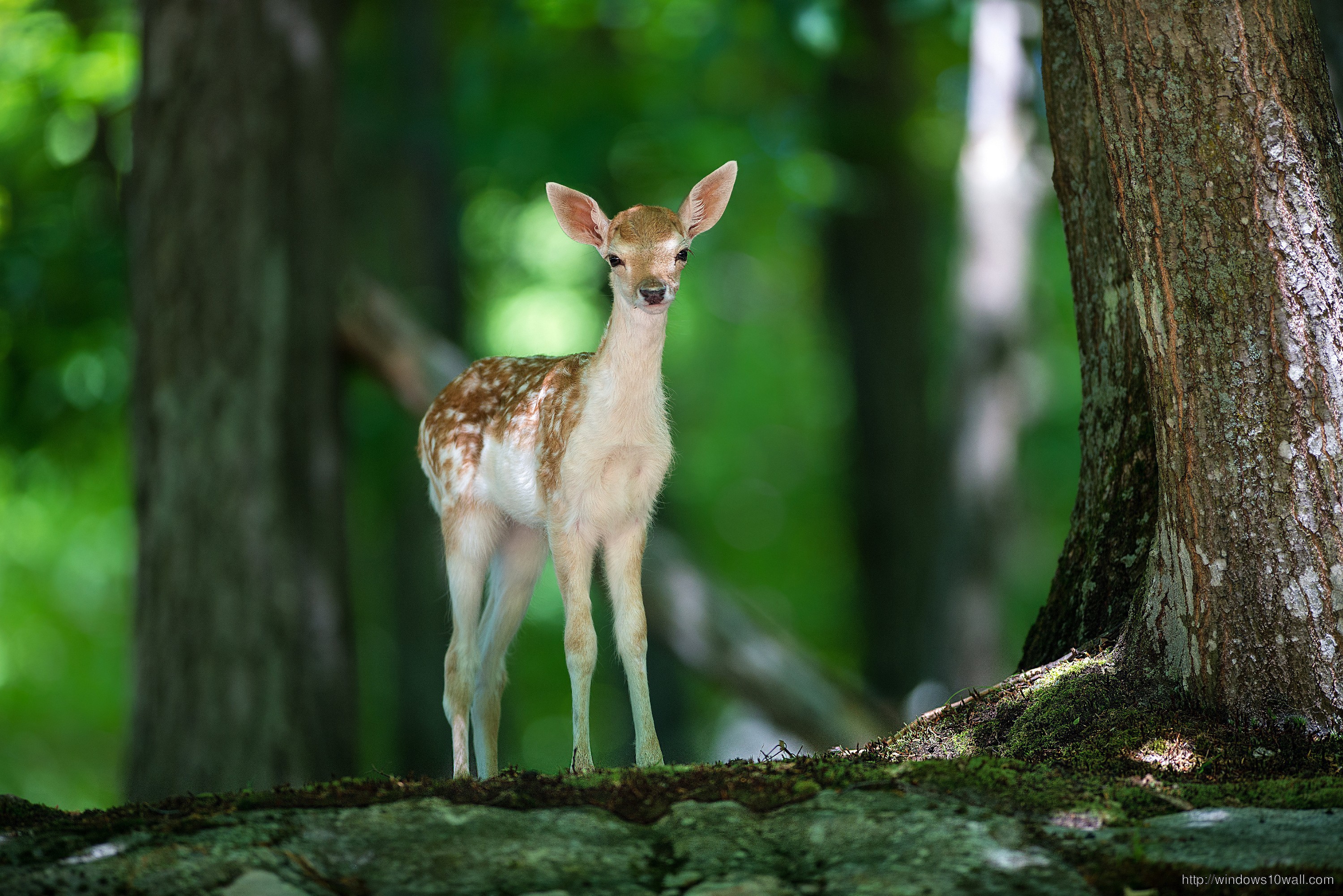 Deer Baby Animals Wallpaper