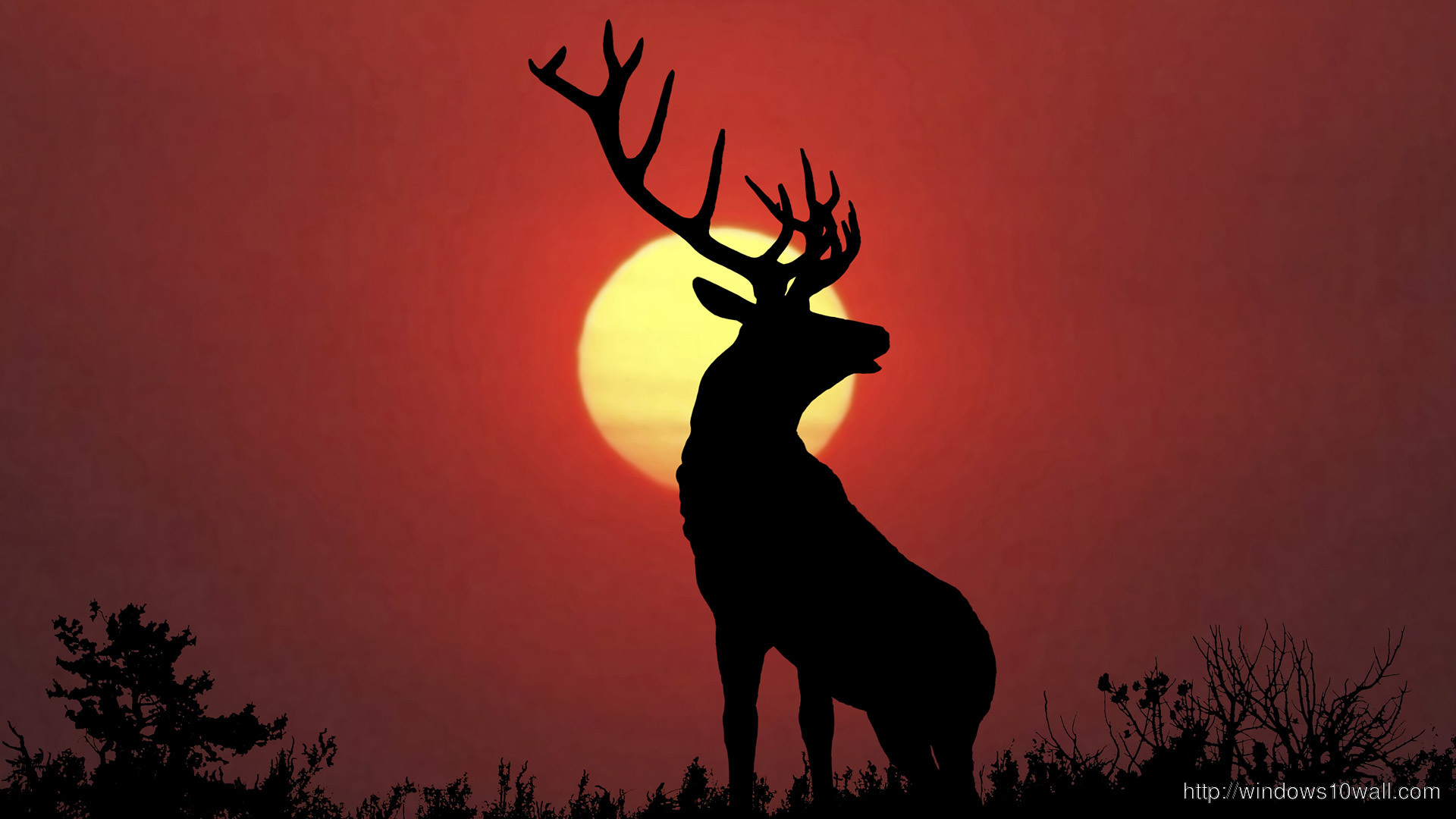 Bull Elk Sillouette At Sunset.