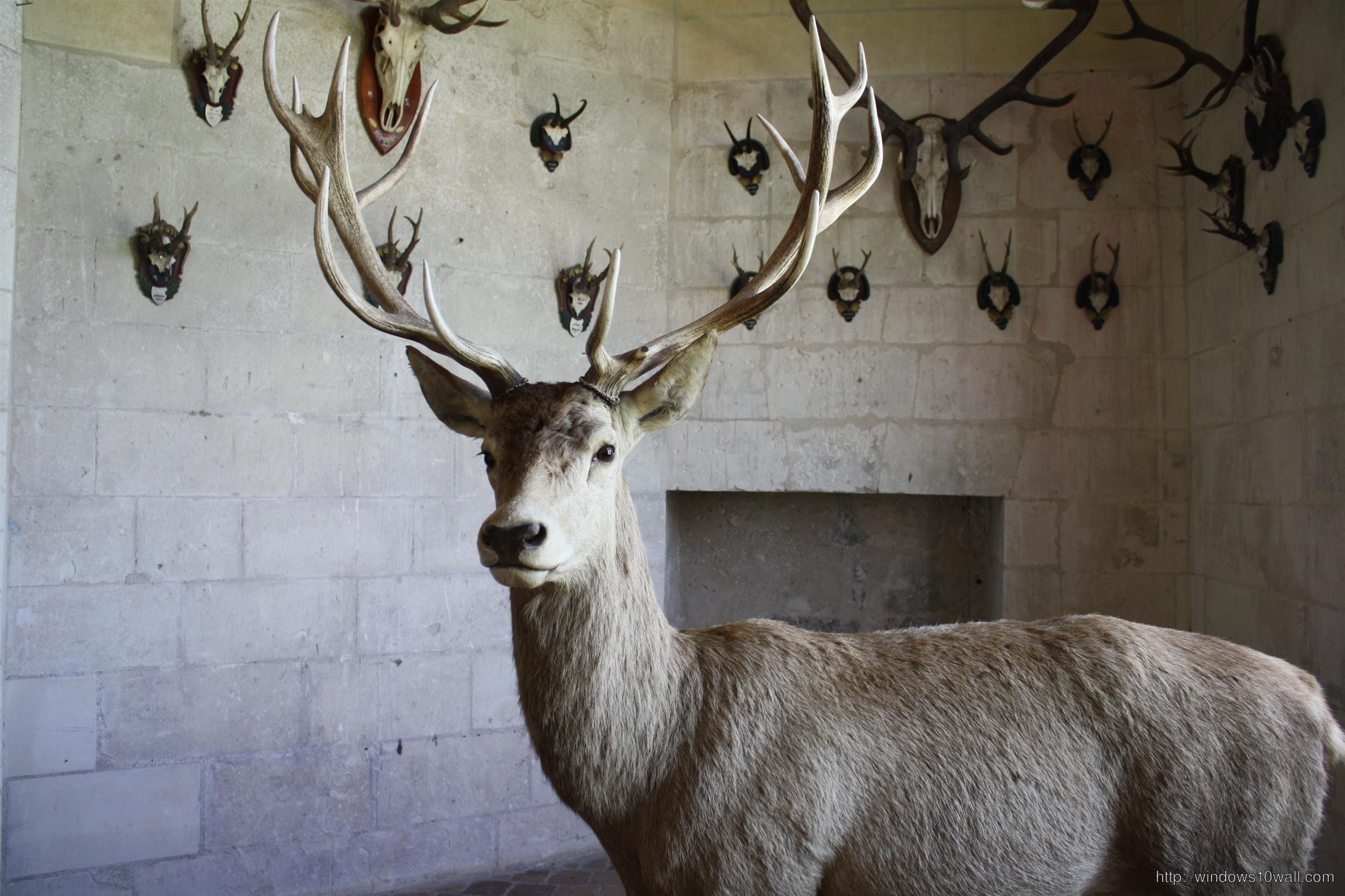 Deer For Home Wallpaper
