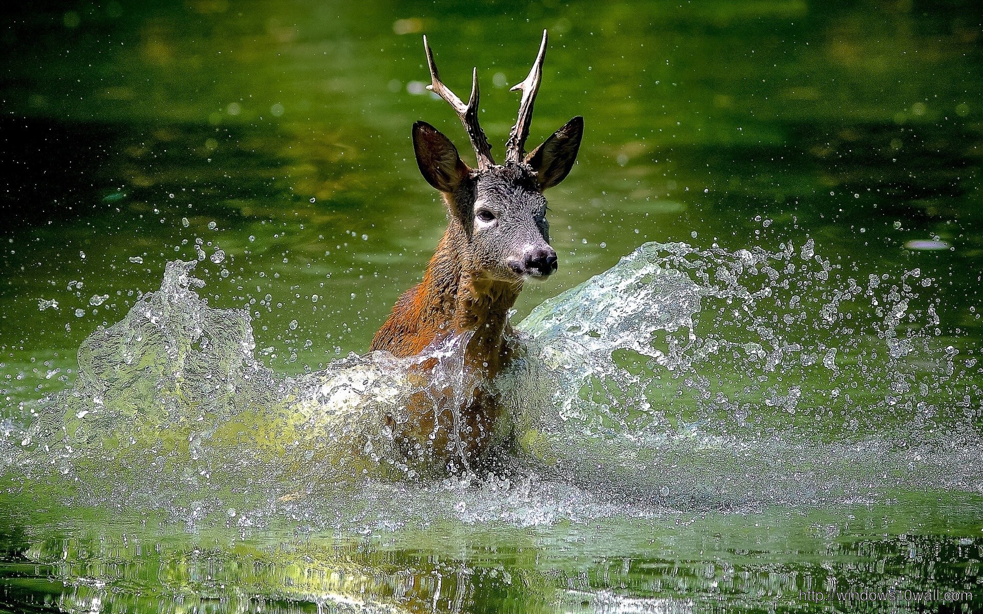 Deer In River Water Splash Wallpaper