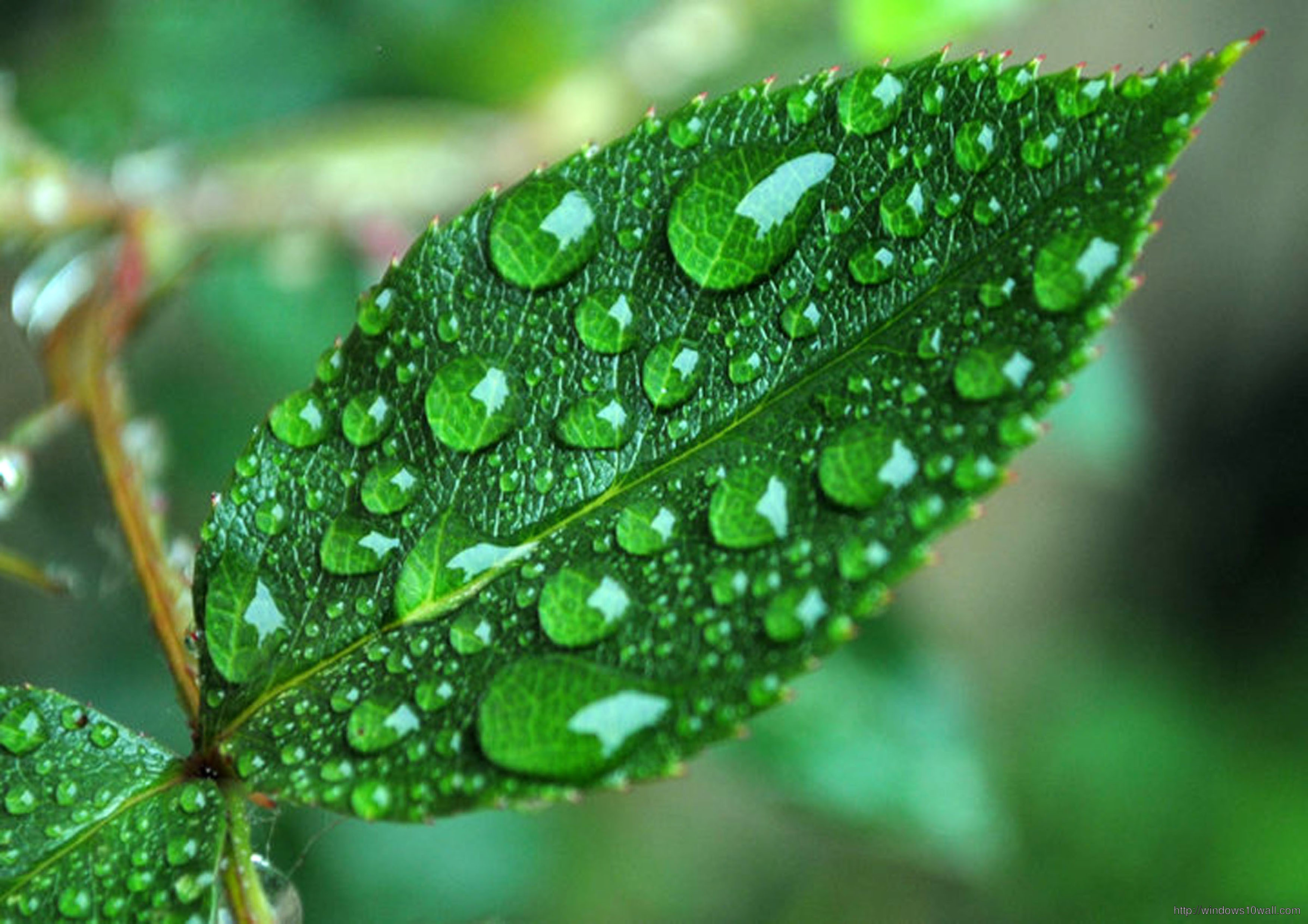 Dew Drops Nature Picture