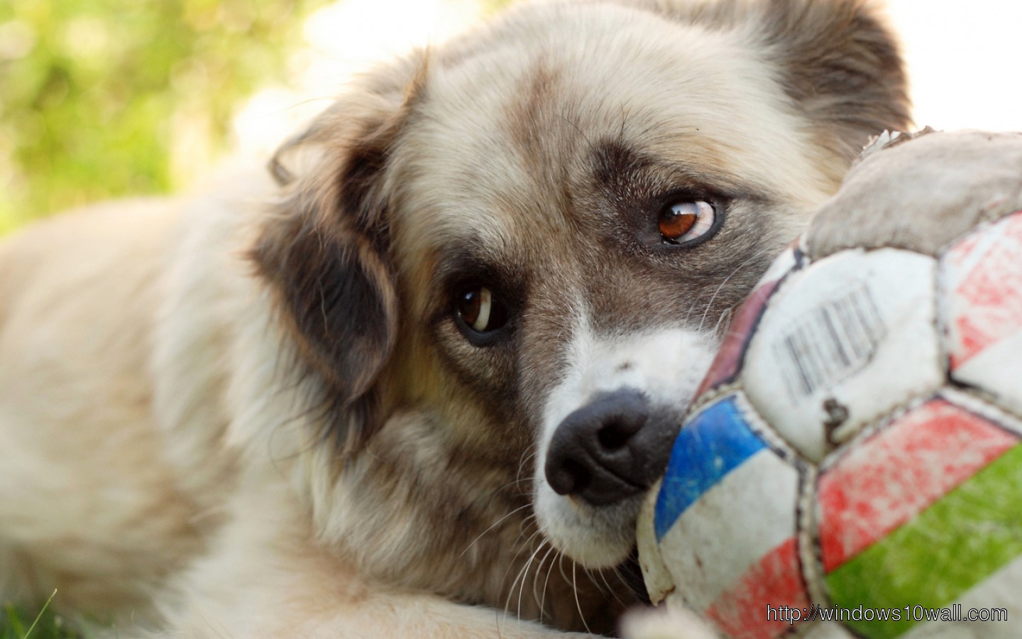 Dog with Football Wallpaper