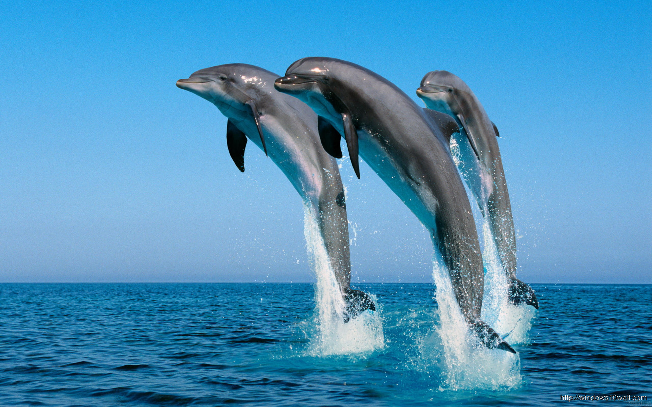 Dolphins Jumping In The Air Wallpaper