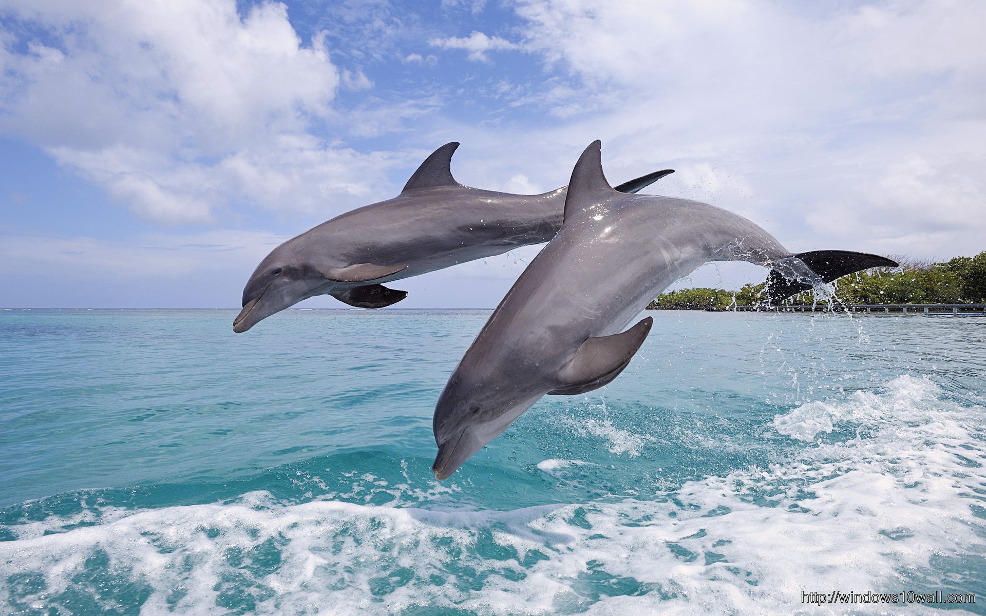 Dolphins Jumping Wallpaper